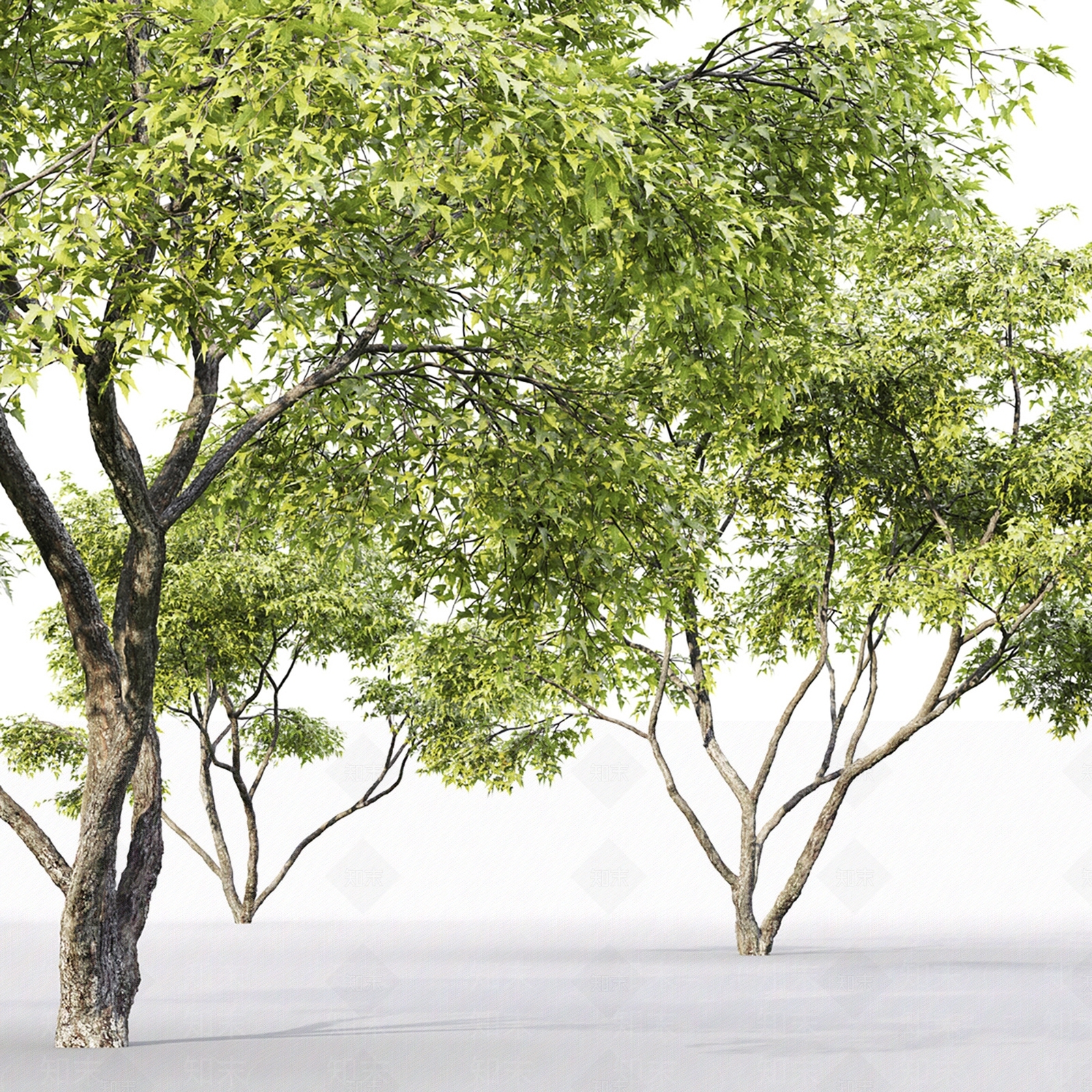 景观树3D模型下载【ID:1184569949】