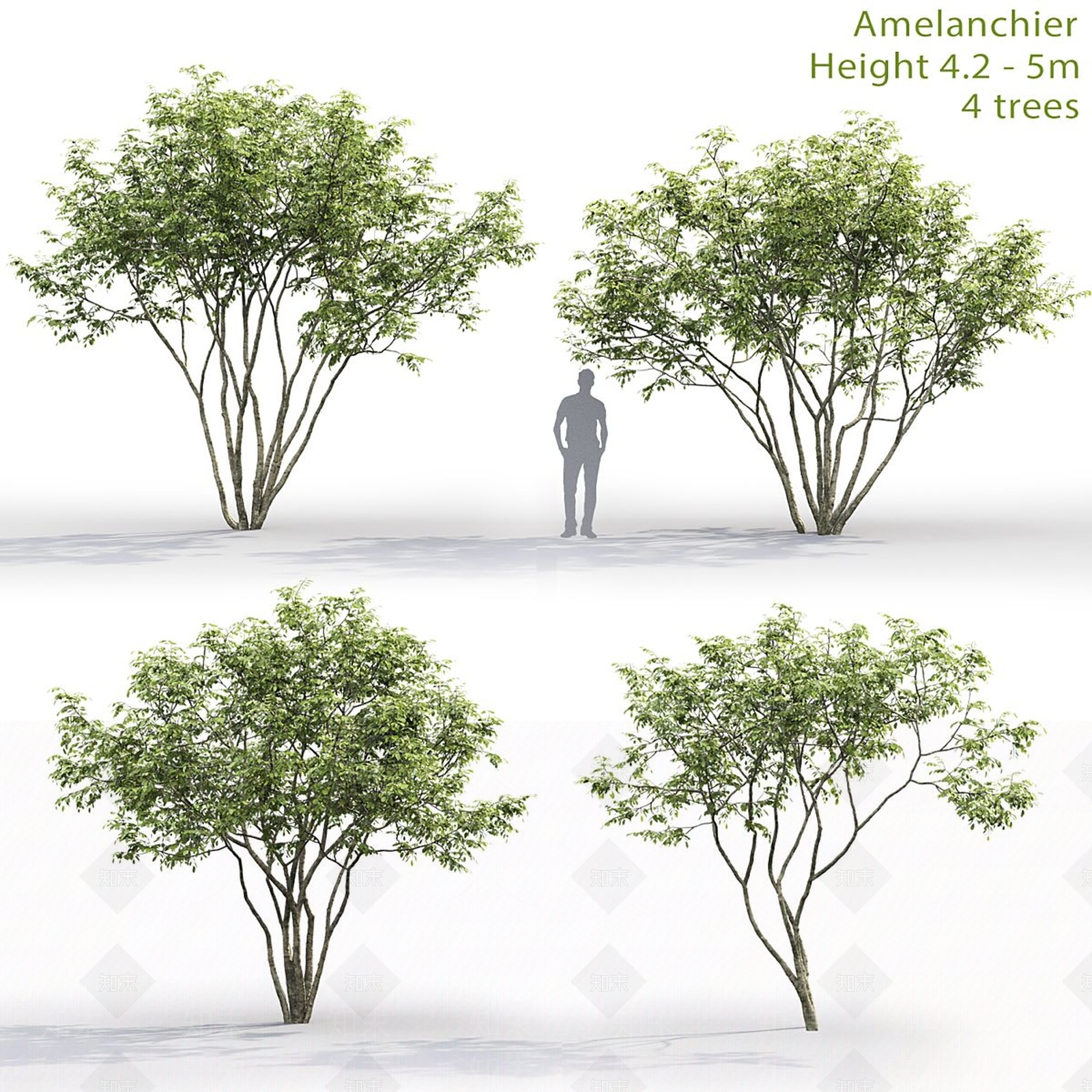景观树3D模型下载【ID:1184570266】