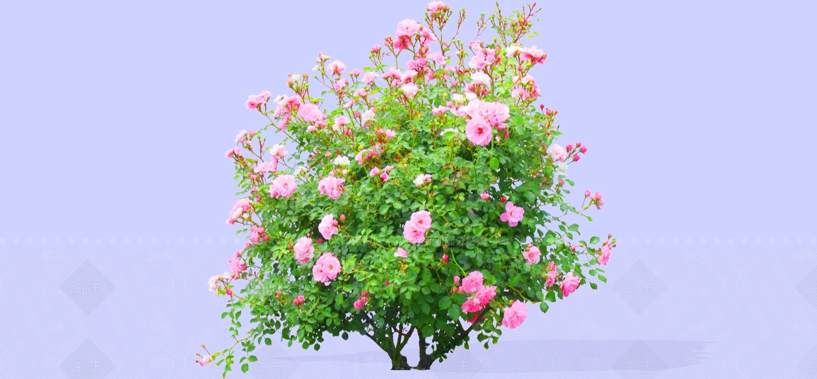 灌木SU模型下载【ID:1184602403】