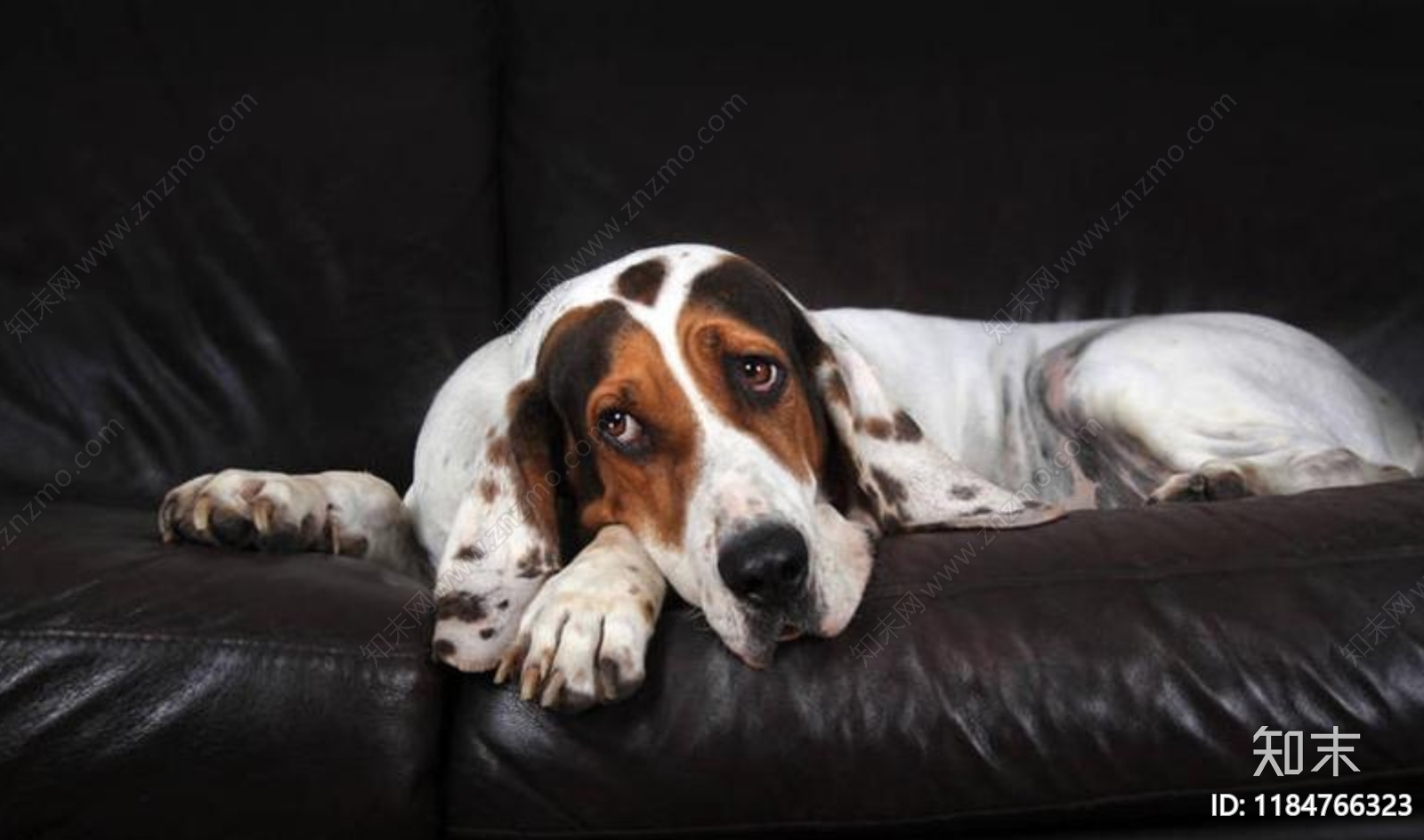 全网最全皮革材质大全下载【ID:1184766323】