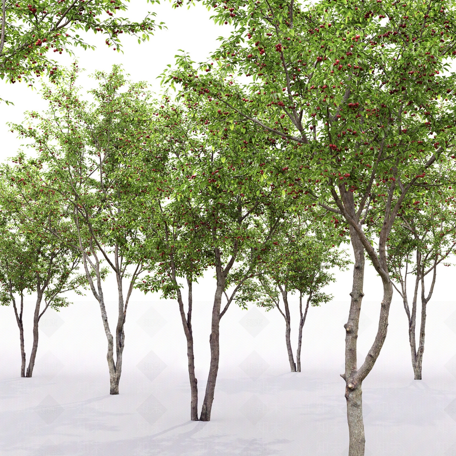 现代樱桃树3D模型下载【ID:1184836893】