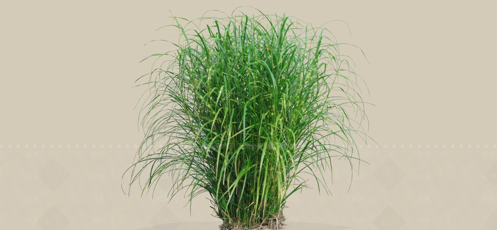 灌木SU模型下载【ID:1184874316】