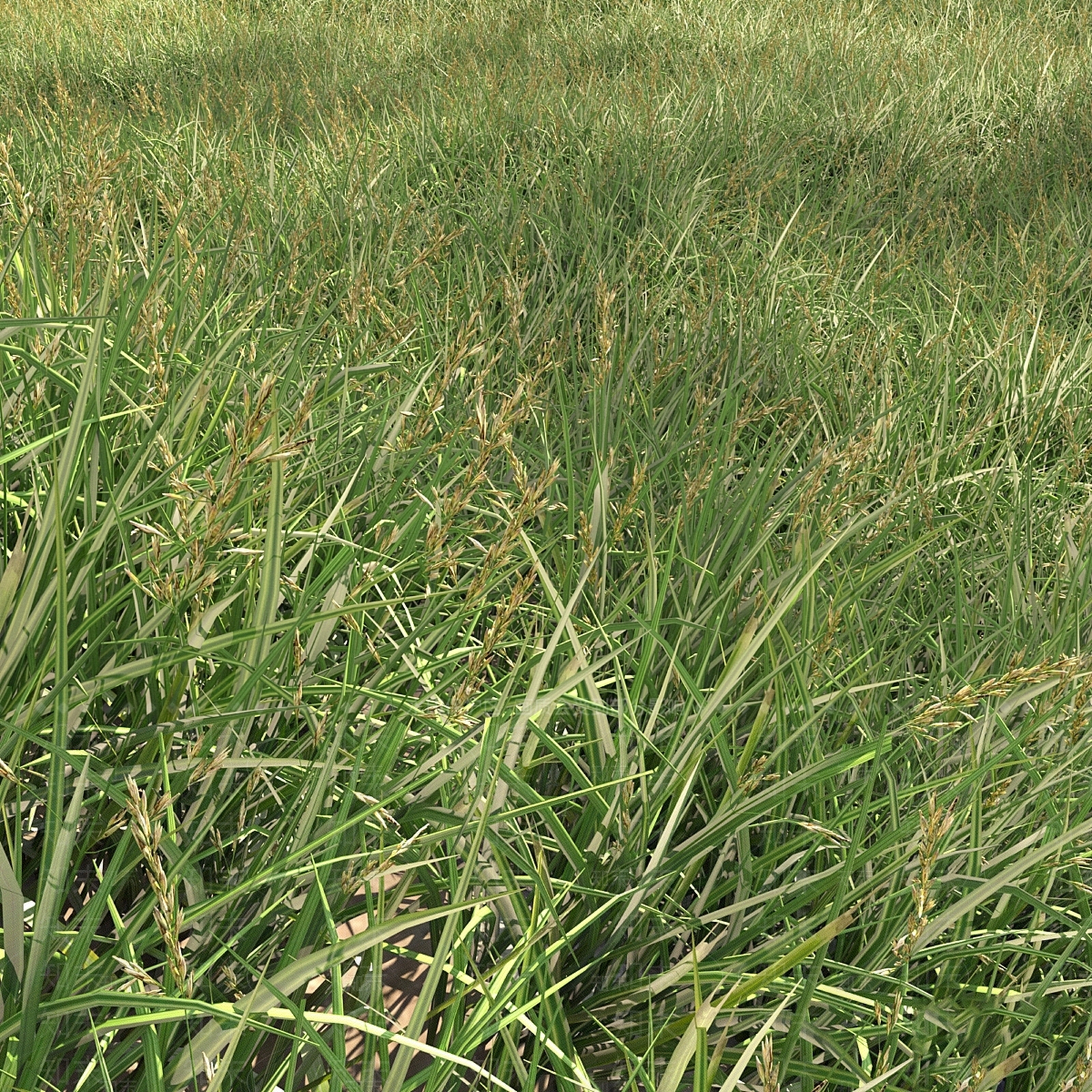 草坪3D模型下载【ID:1184896683】