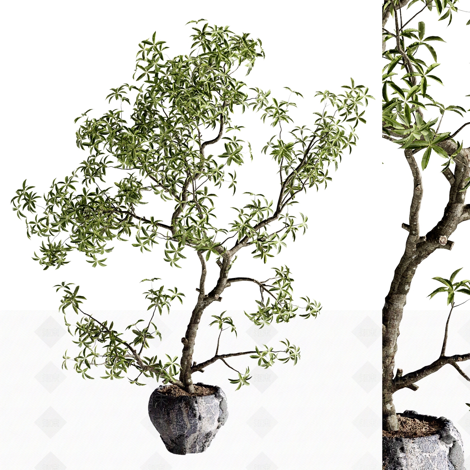 盆栽3D模型下载【ID:1185010807】