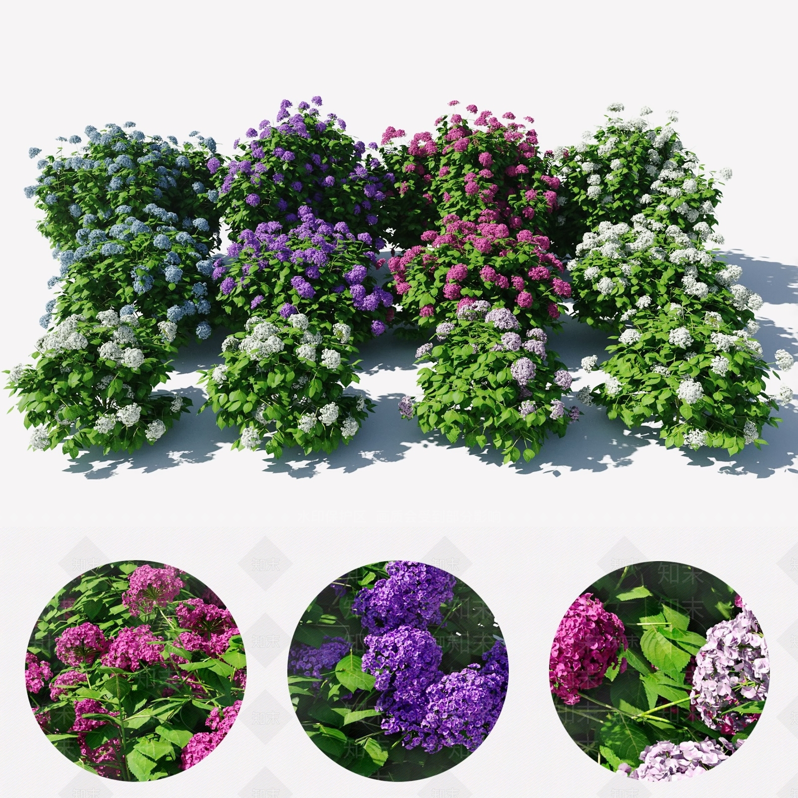 现代绣球花灌木植物3D模型下载【ID:1185021389】