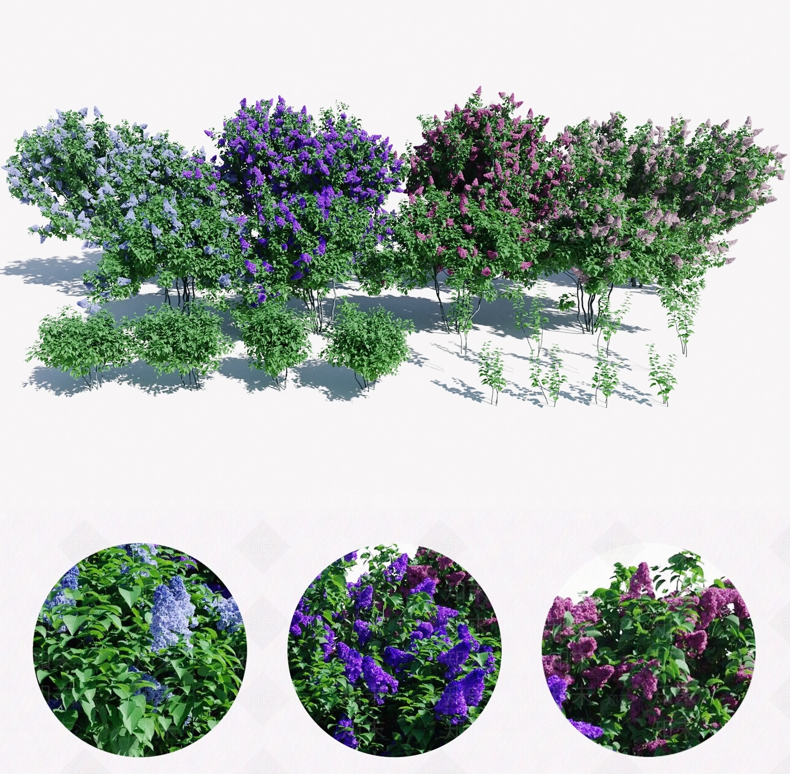 现代丁香花灌木植物3D模型下载【ID:1185021606】