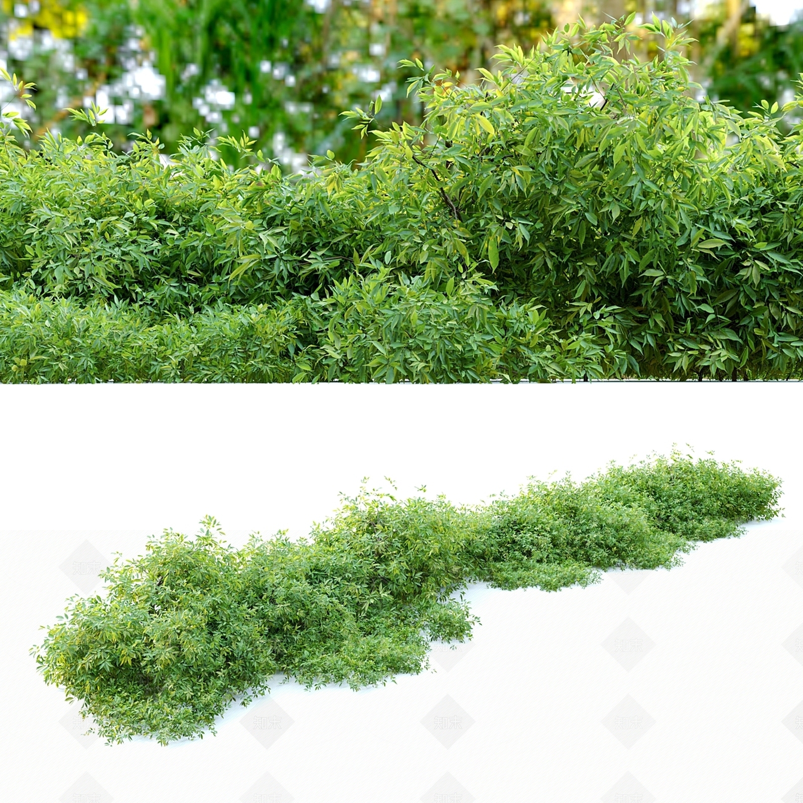 灌木3D模型下载【ID:1185251967】