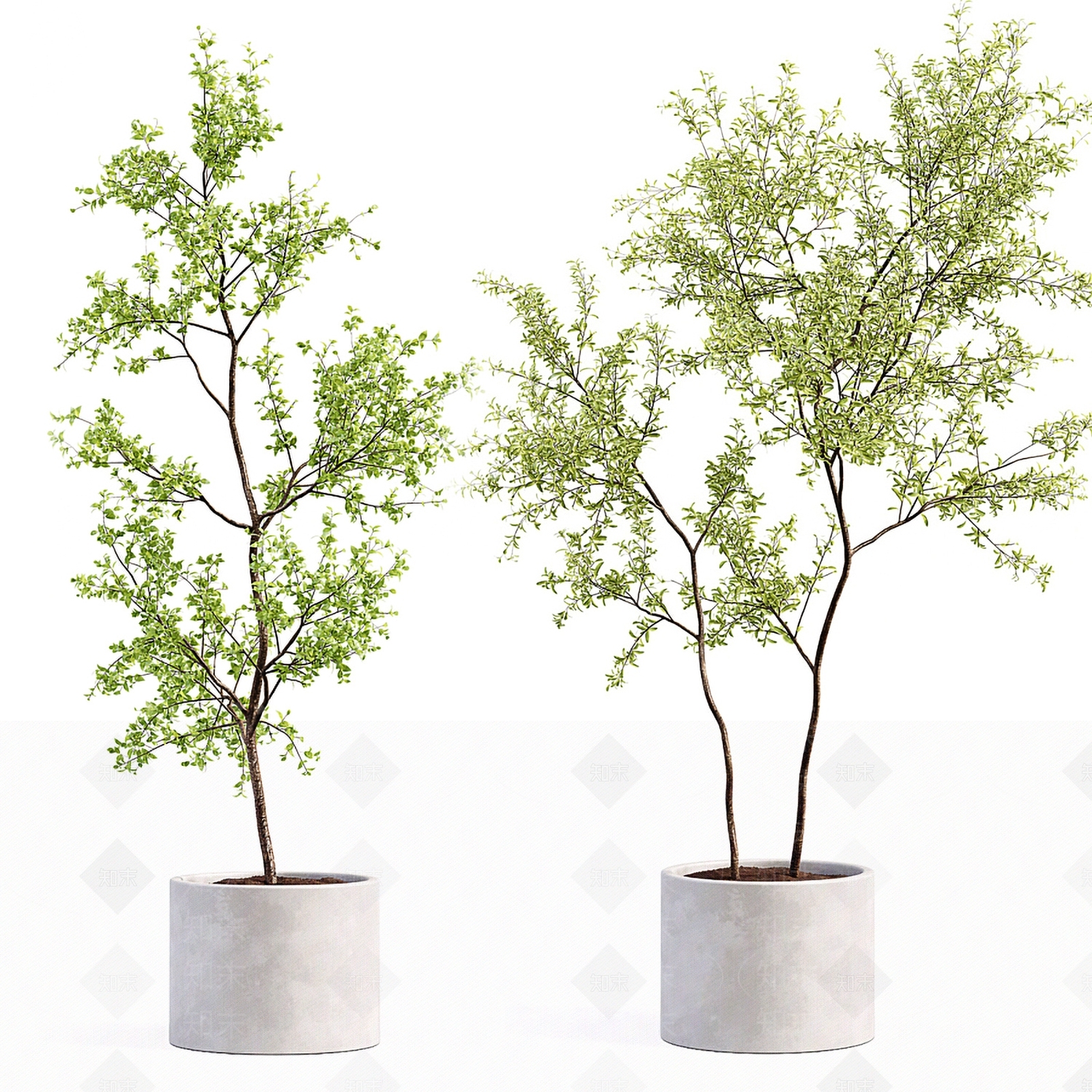 现代植物盆栽盆景3D模型下载【ID:1185276146】