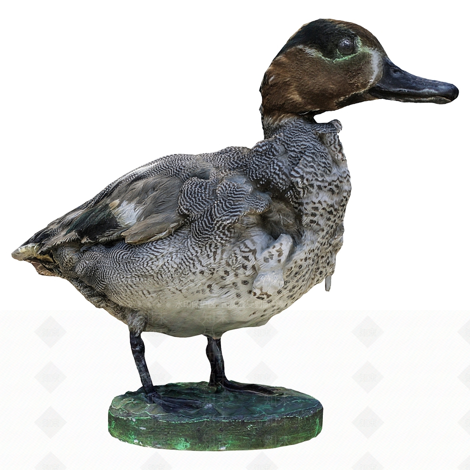 其他动物3D模型下载【ID:1185317473】