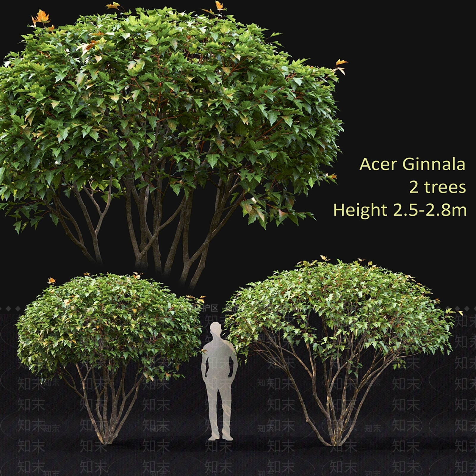 其他树木3D模型下载【ID:1185318722】