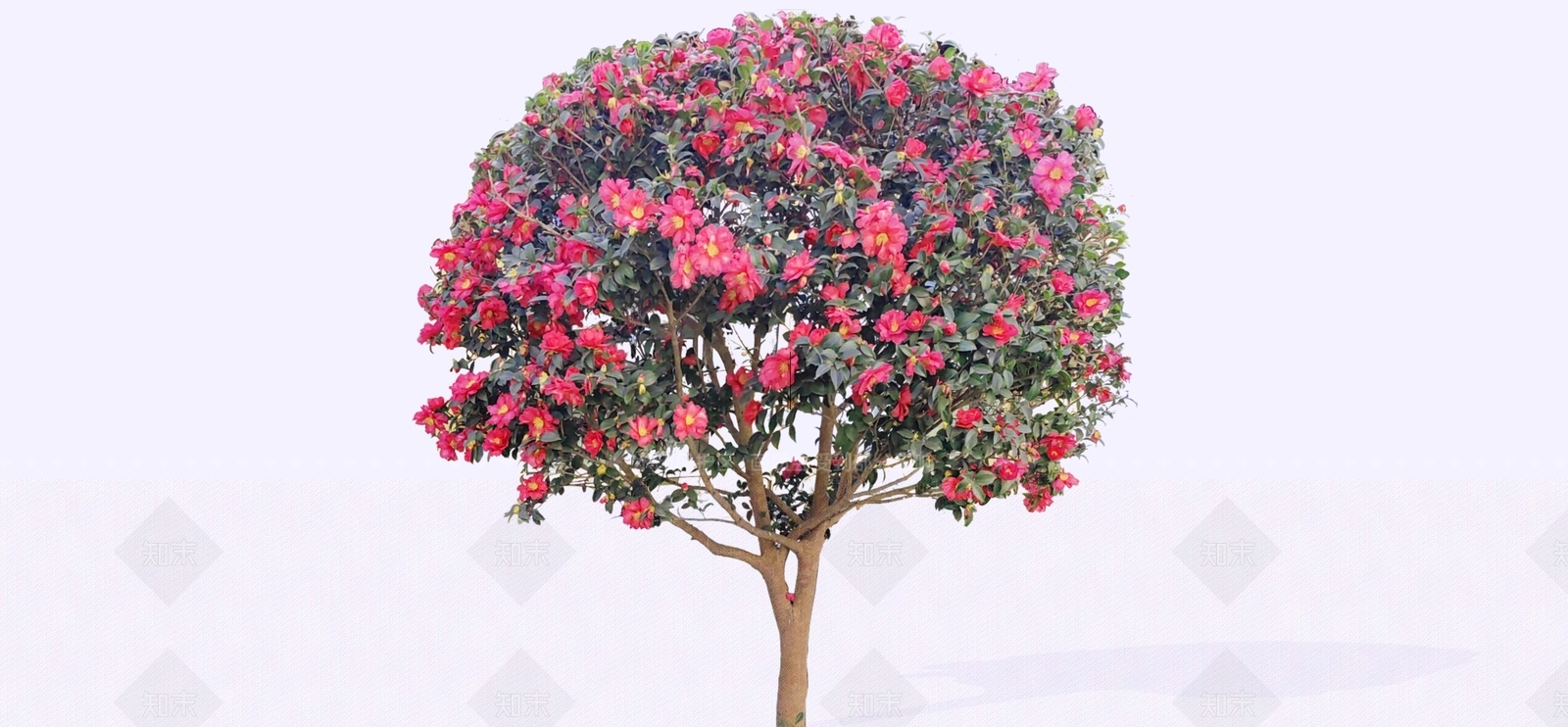 灌木SU模型下载【ID:1185329504】