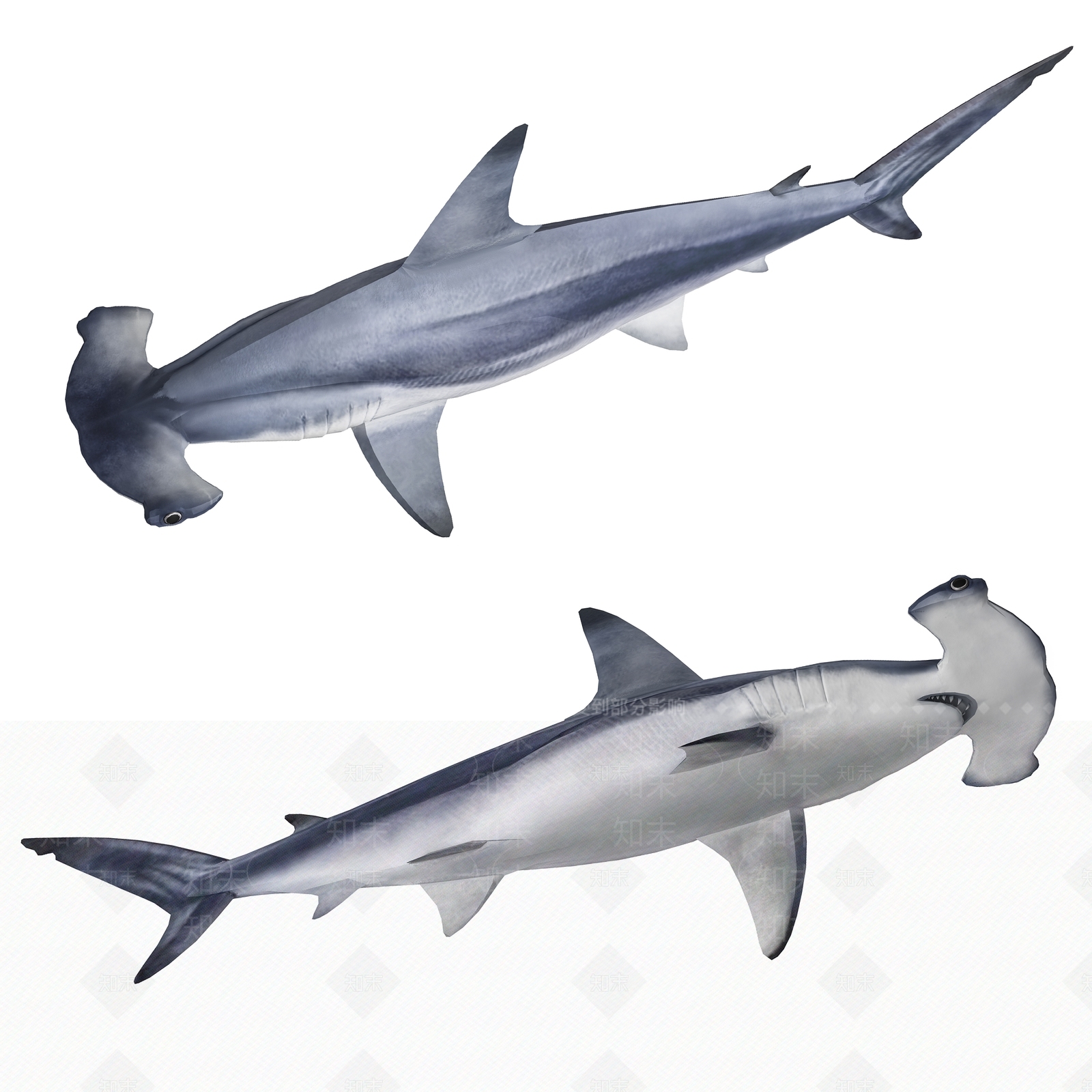 现代鲨鱼标本物3D模型下载【ID:1185343930】