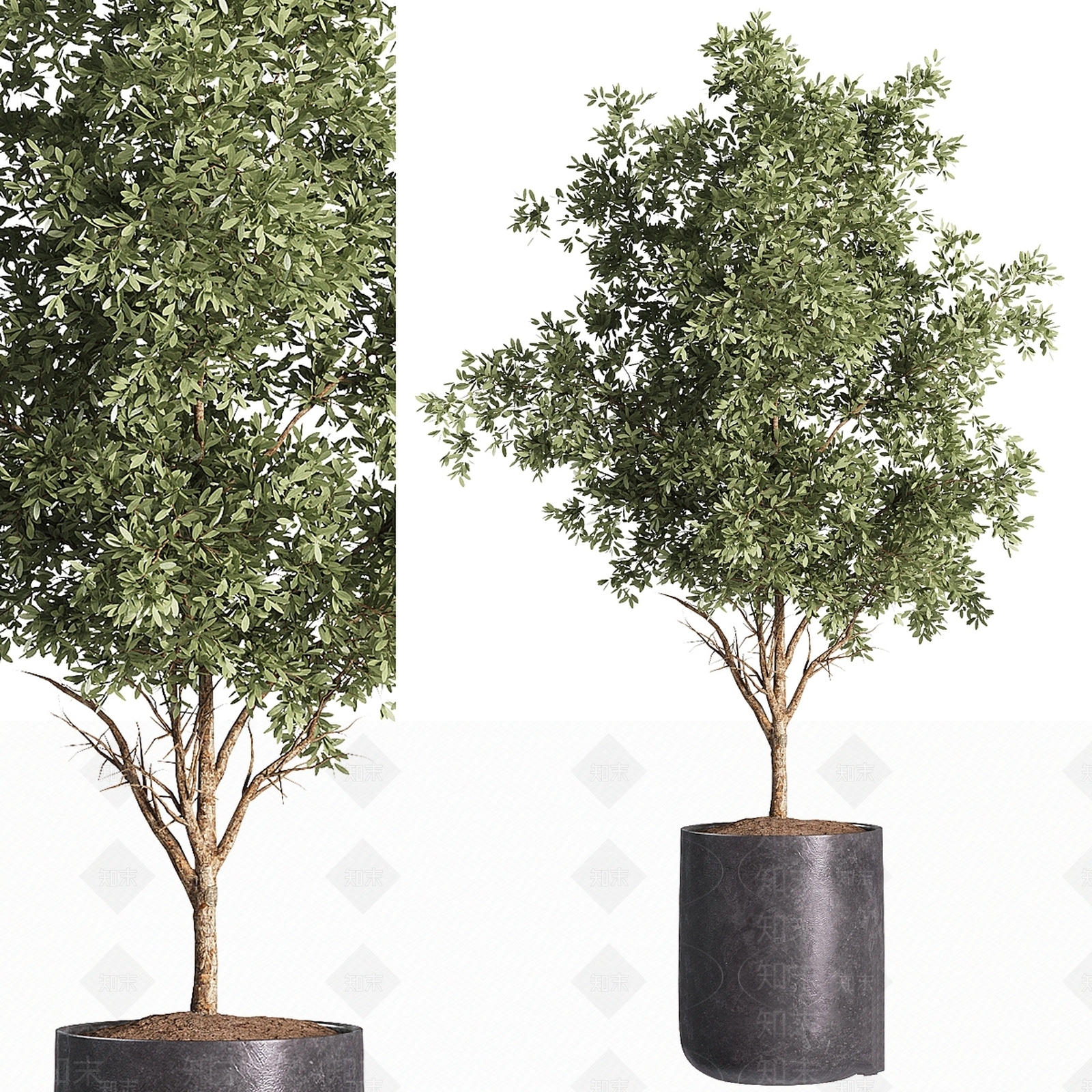 盆栽3D模型下载【ID:1185562488】
