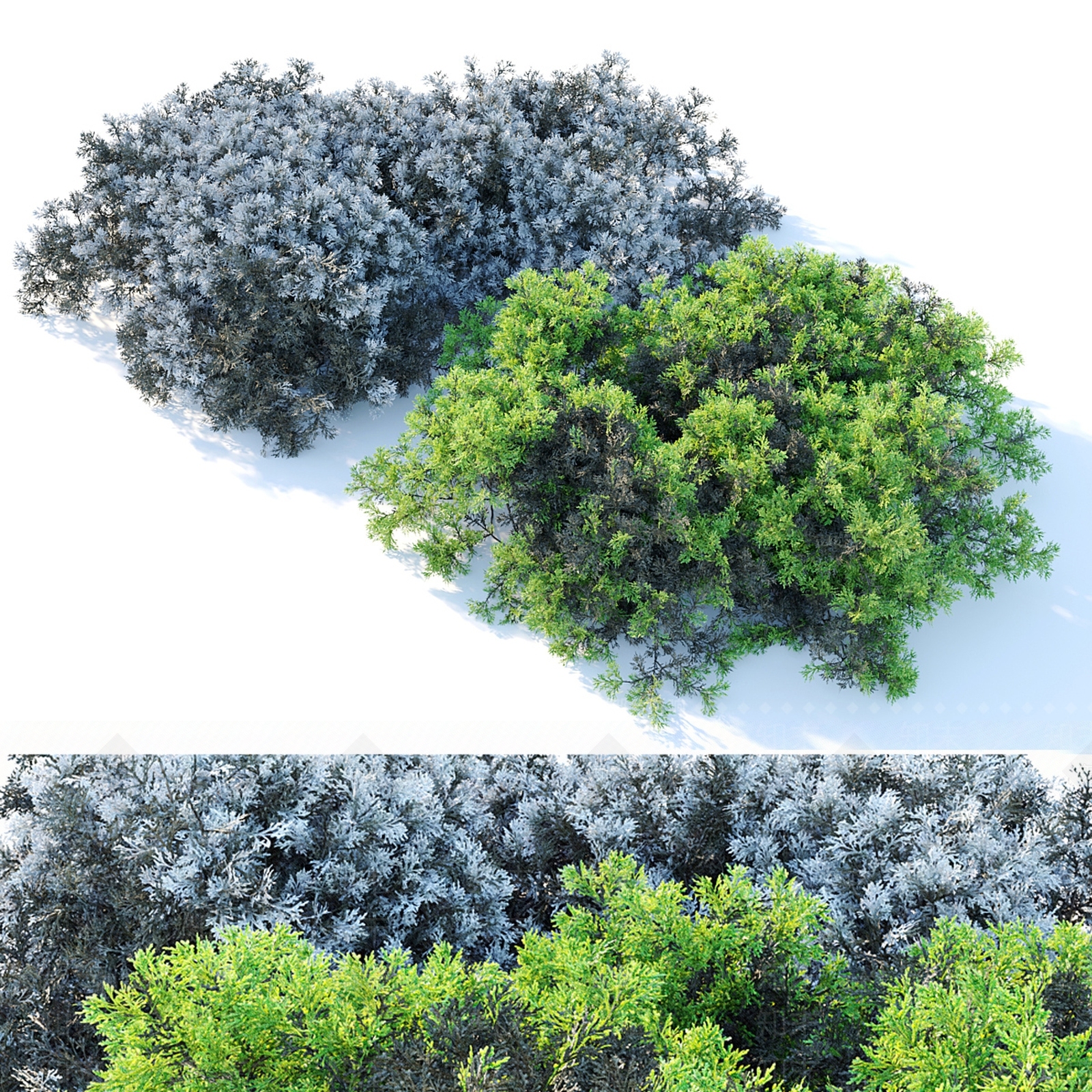 水生植物3D模型下载【ID:1185574372】