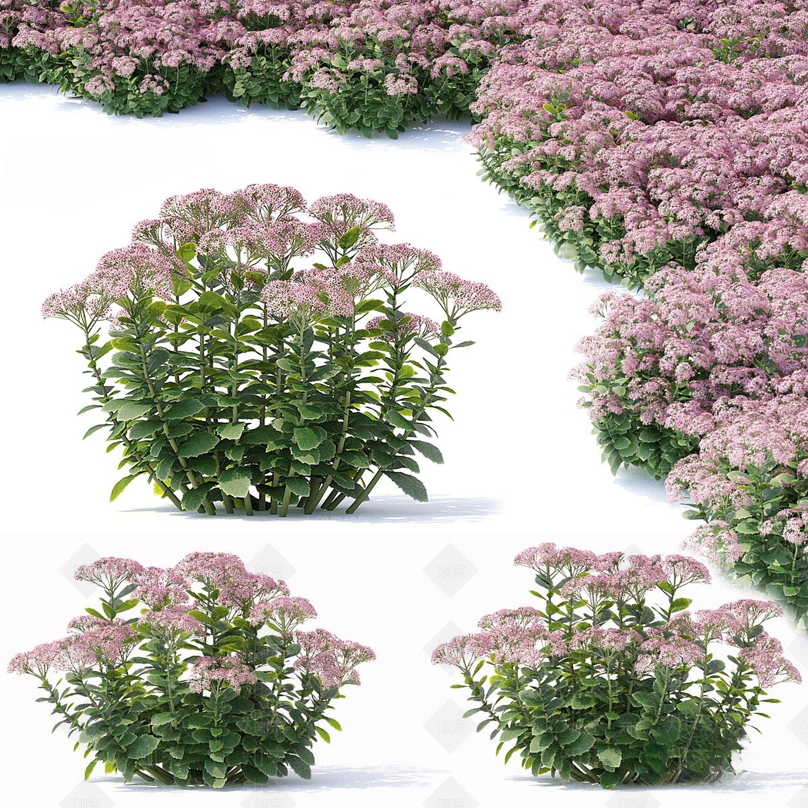 花3D模型下载【ID:1185597273】