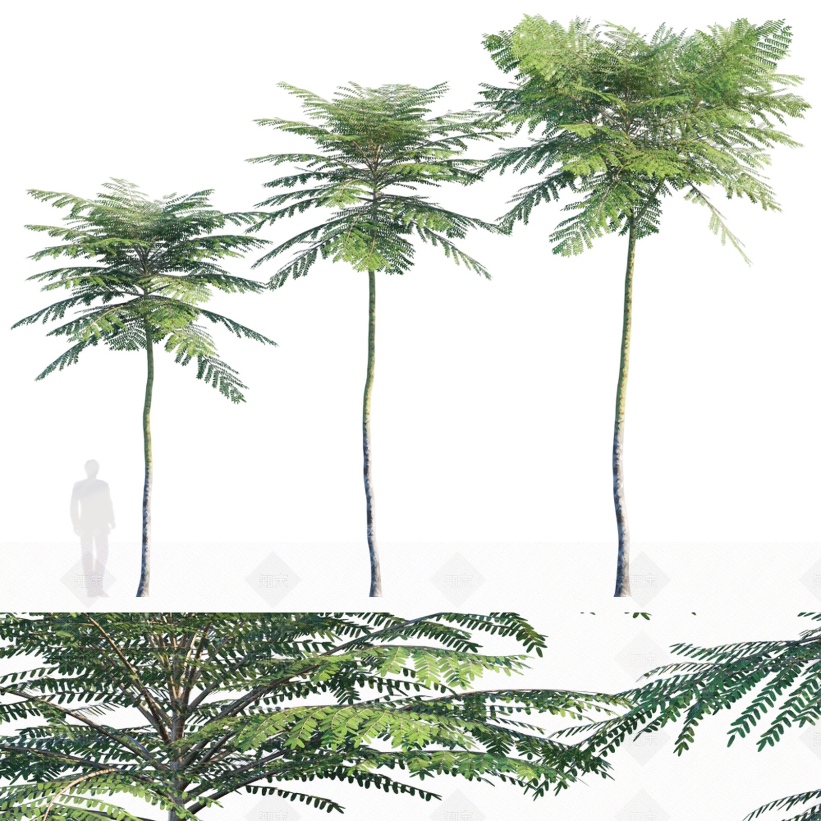 景观树3D模型下载【ID:1185601363】