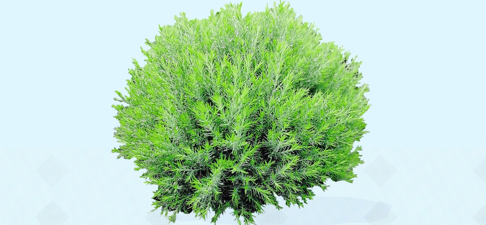 灌木SU模型下载【ID:1185746203】