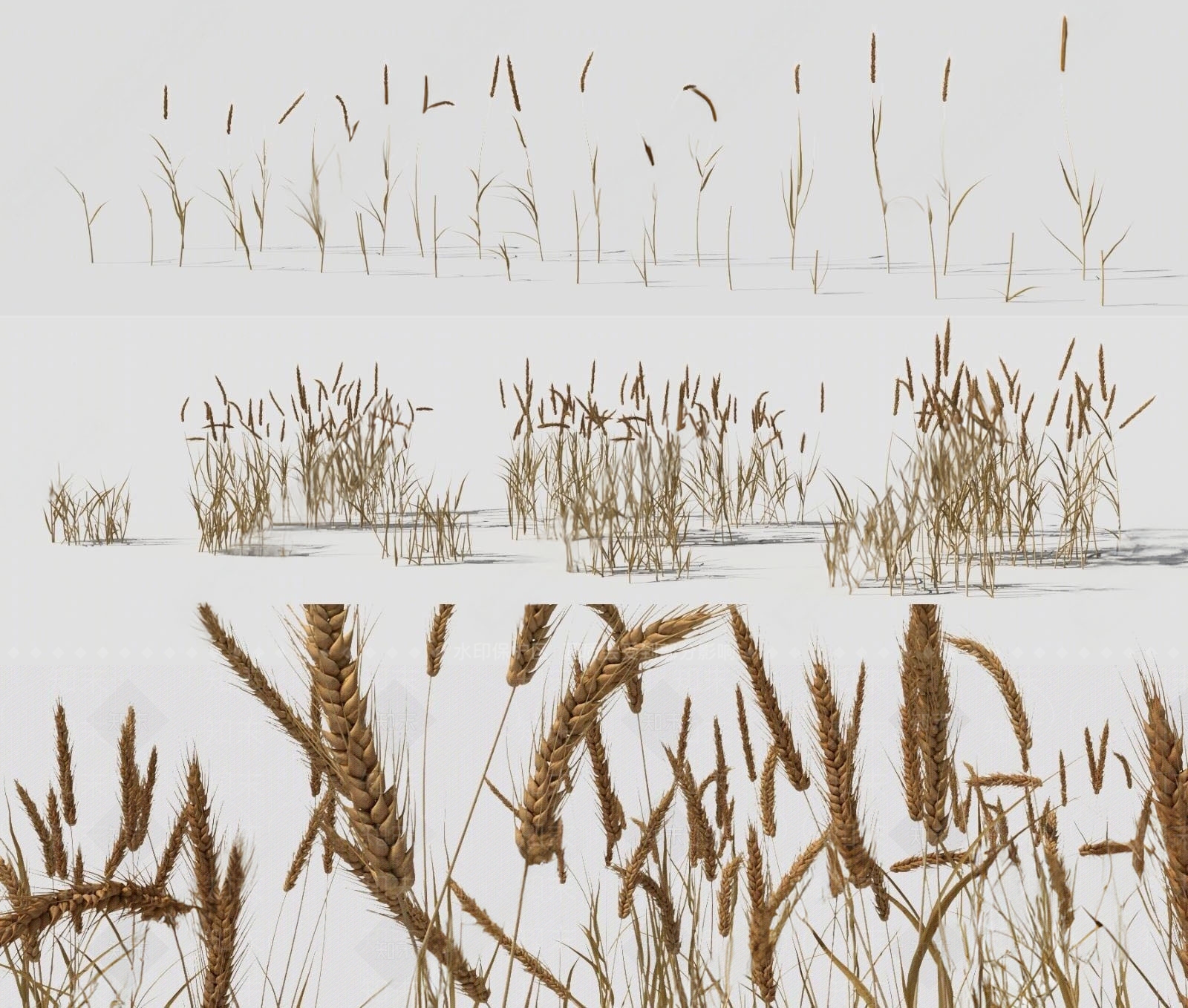 现代小麦麦穗农田小麦3D模型下载【ID:1185747309】