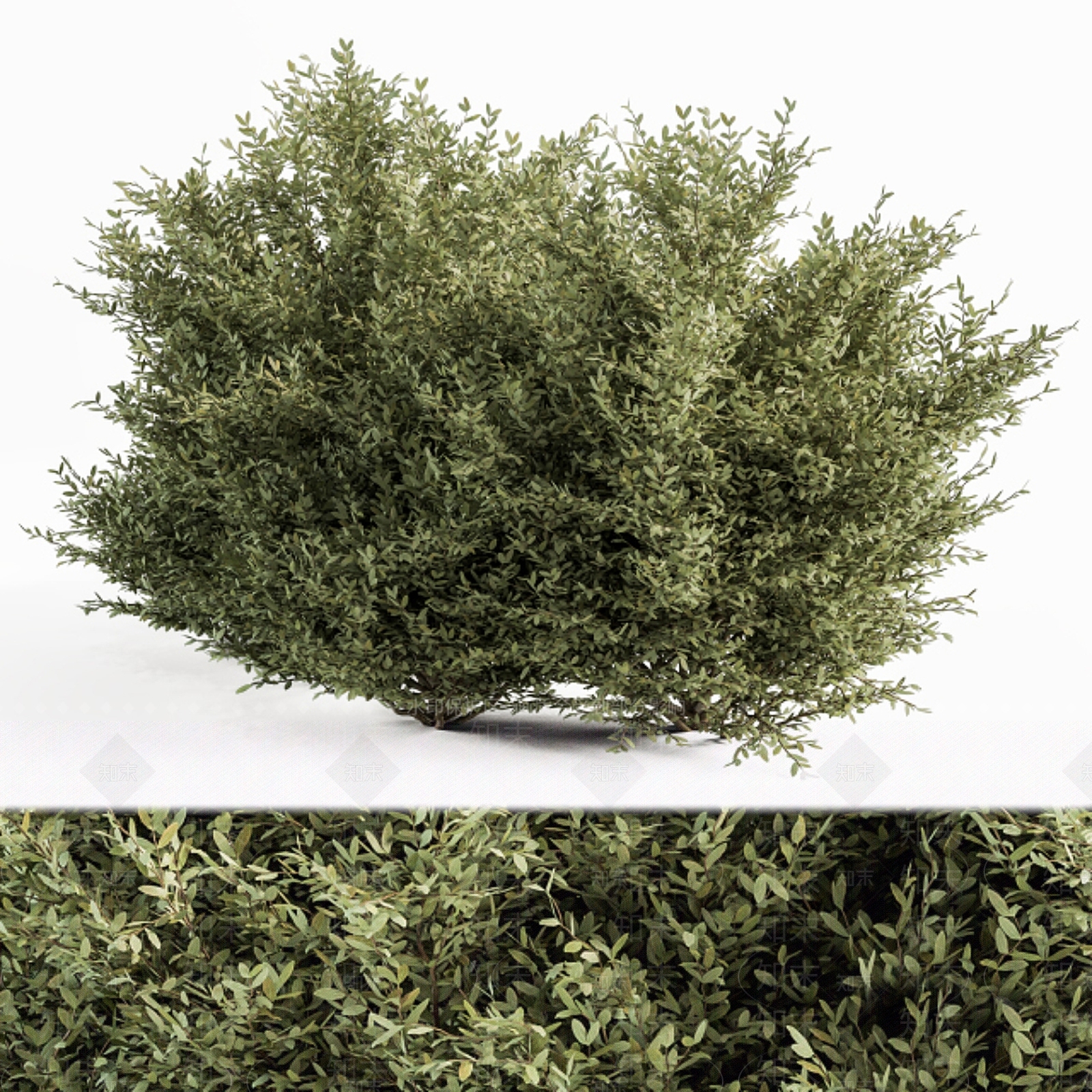 灌木3D模型下载【ID:1185906109】