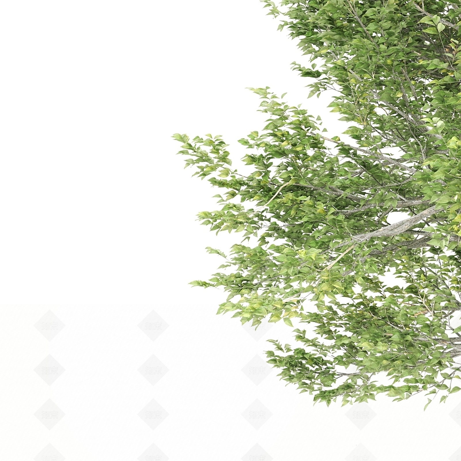 其他树木3D模型下载【ID:1185932619】