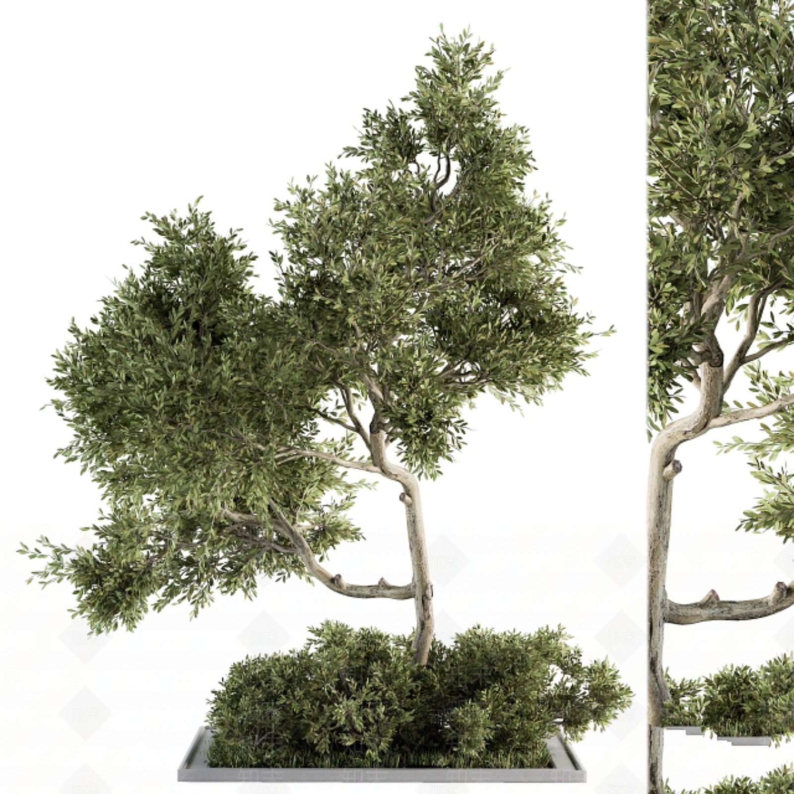 其他绿植3D模型下载【ID:1186008607】