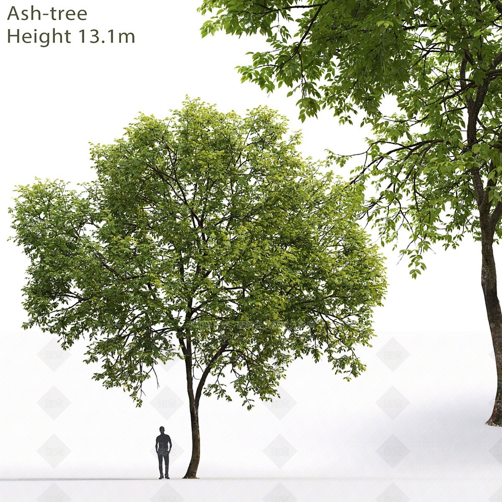 景观树3D模型下载【ID:1186051684】