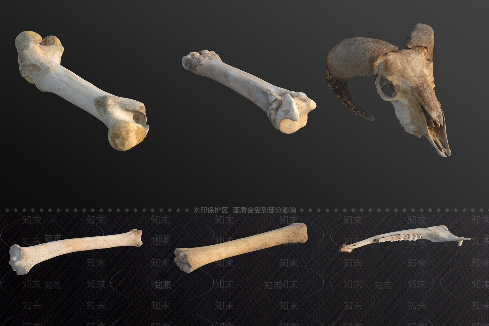 其他动物3D模型下载【ID:1186280498】