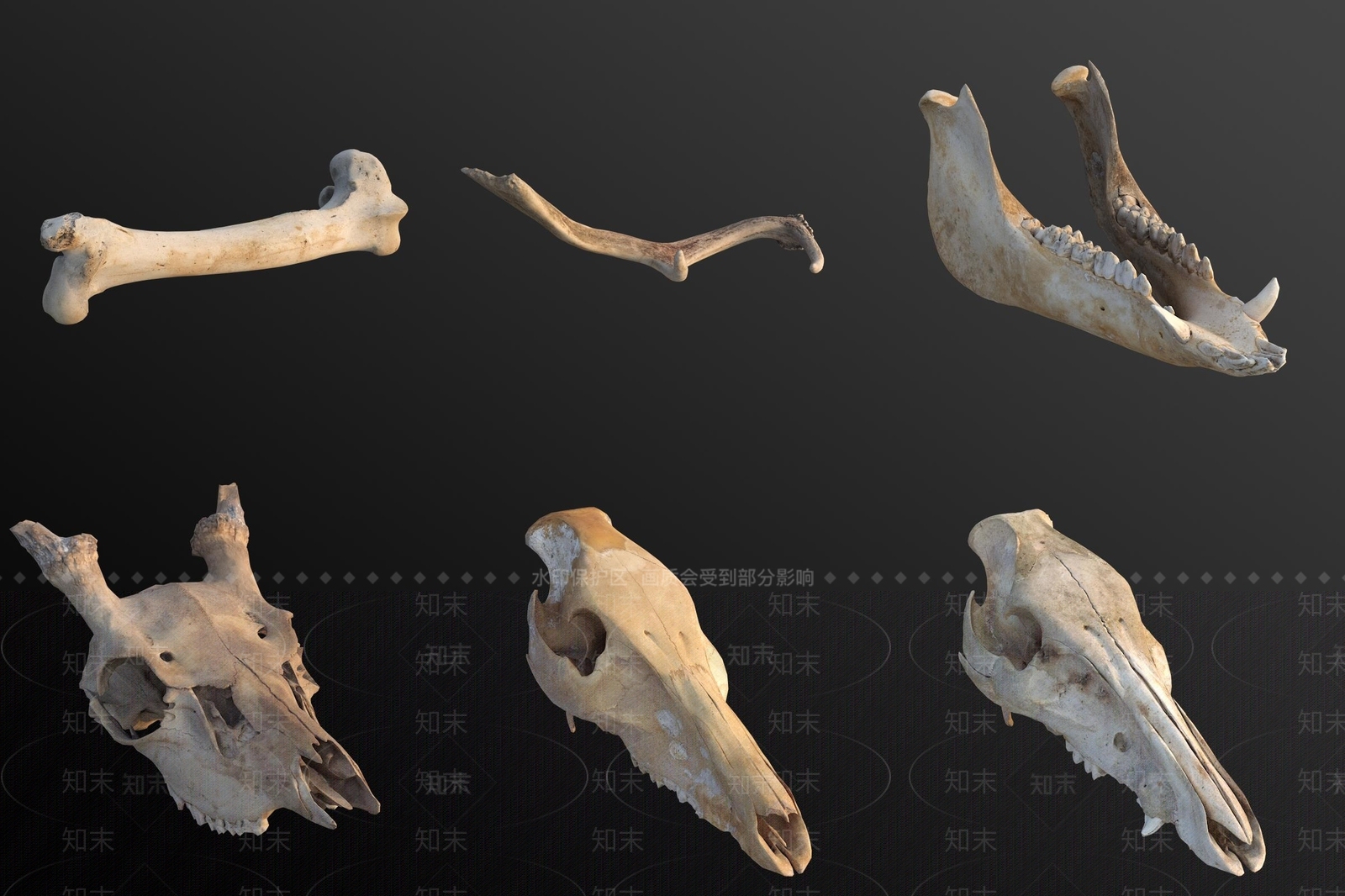 其他动物3D模型下载【ID:1186280977】