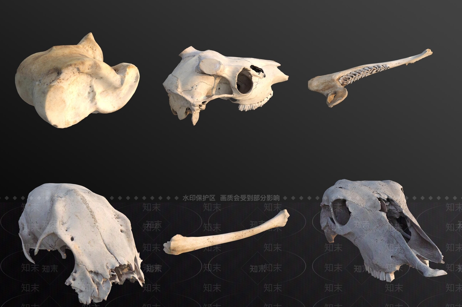 其他动物3D模型下载【ID:1186281278】