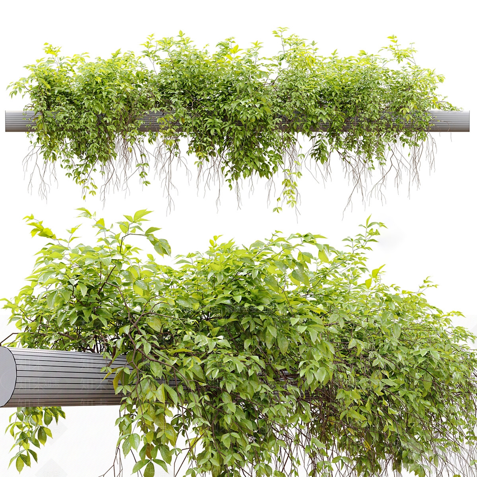 藤蔓3D模型下载【ID:1186372756】