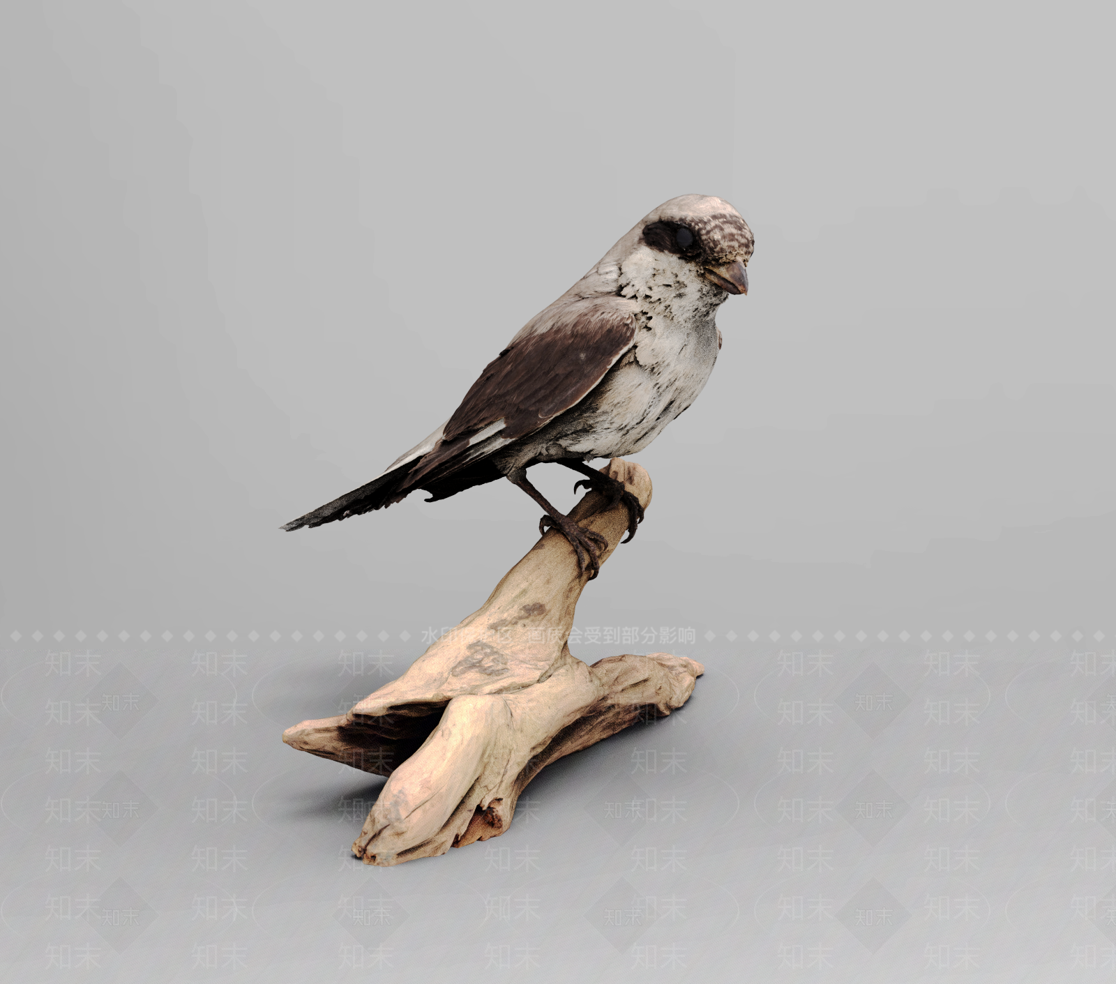 飞行类动物3D模型下载【ID:1186380669】