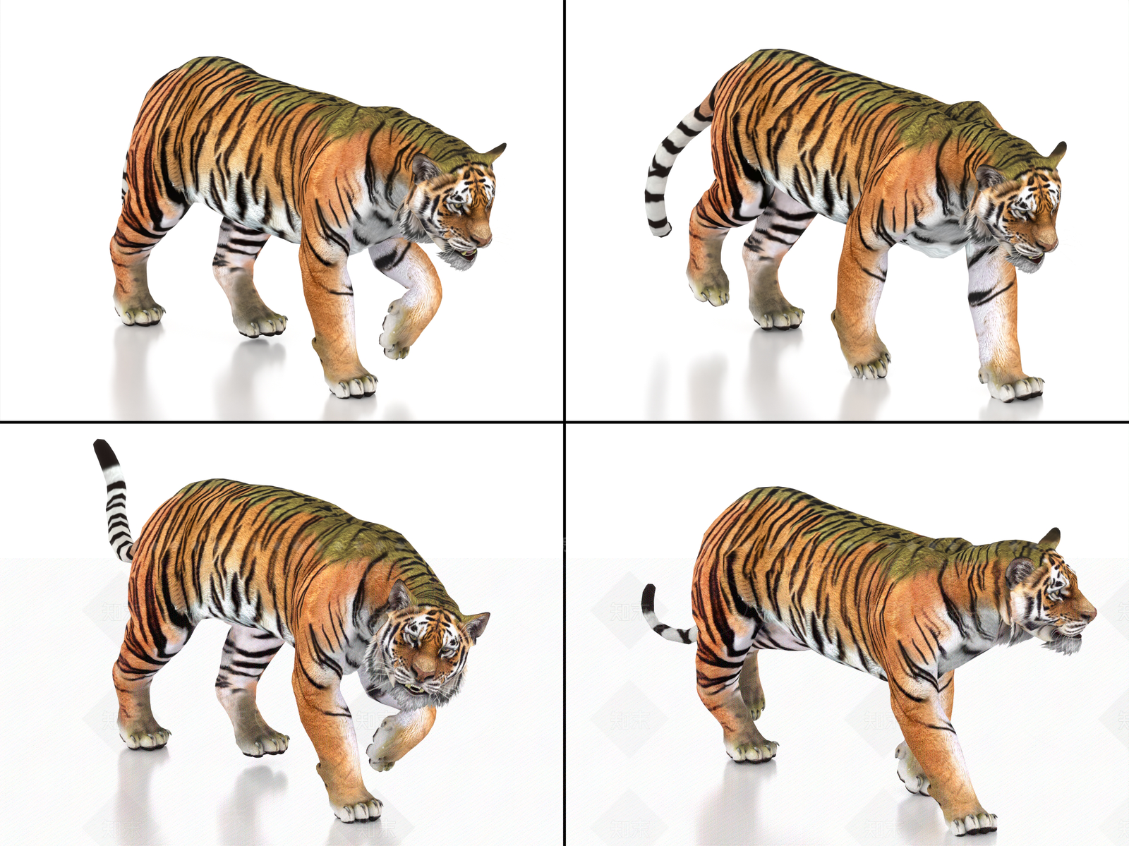 其他动物3D模型下载【ID:1186405830】