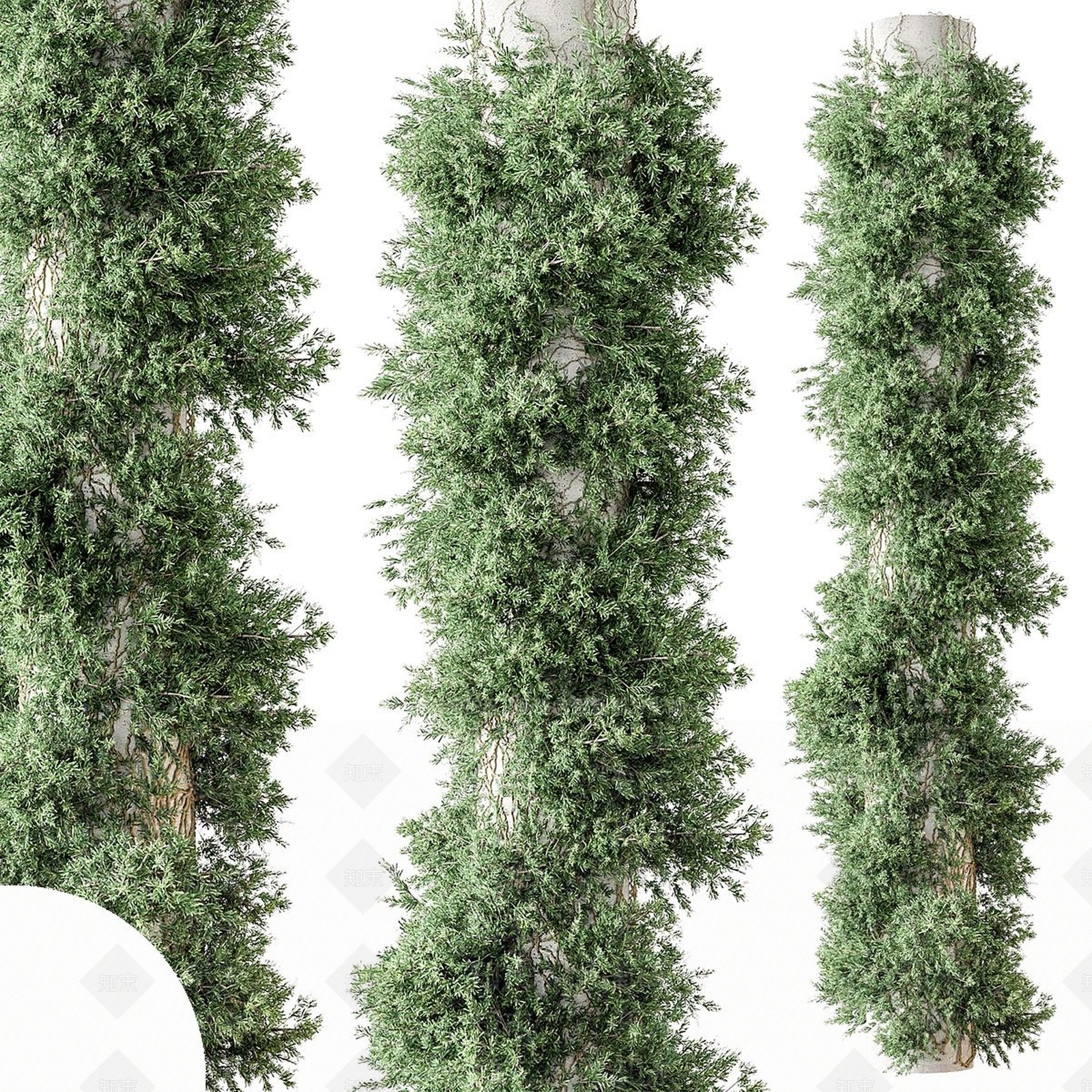 藤蔓3D模型下载【ID:1186608453】