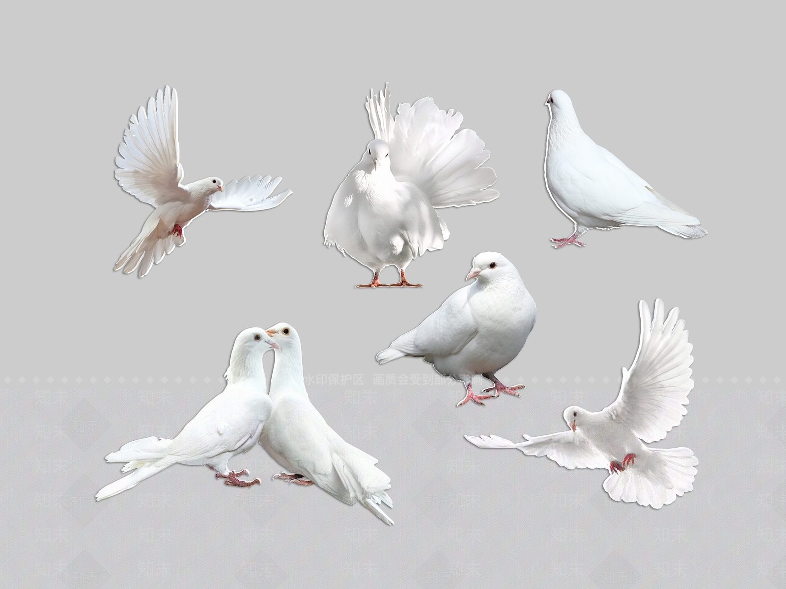 飞行类动物3D模型下载【ID:1186613000】