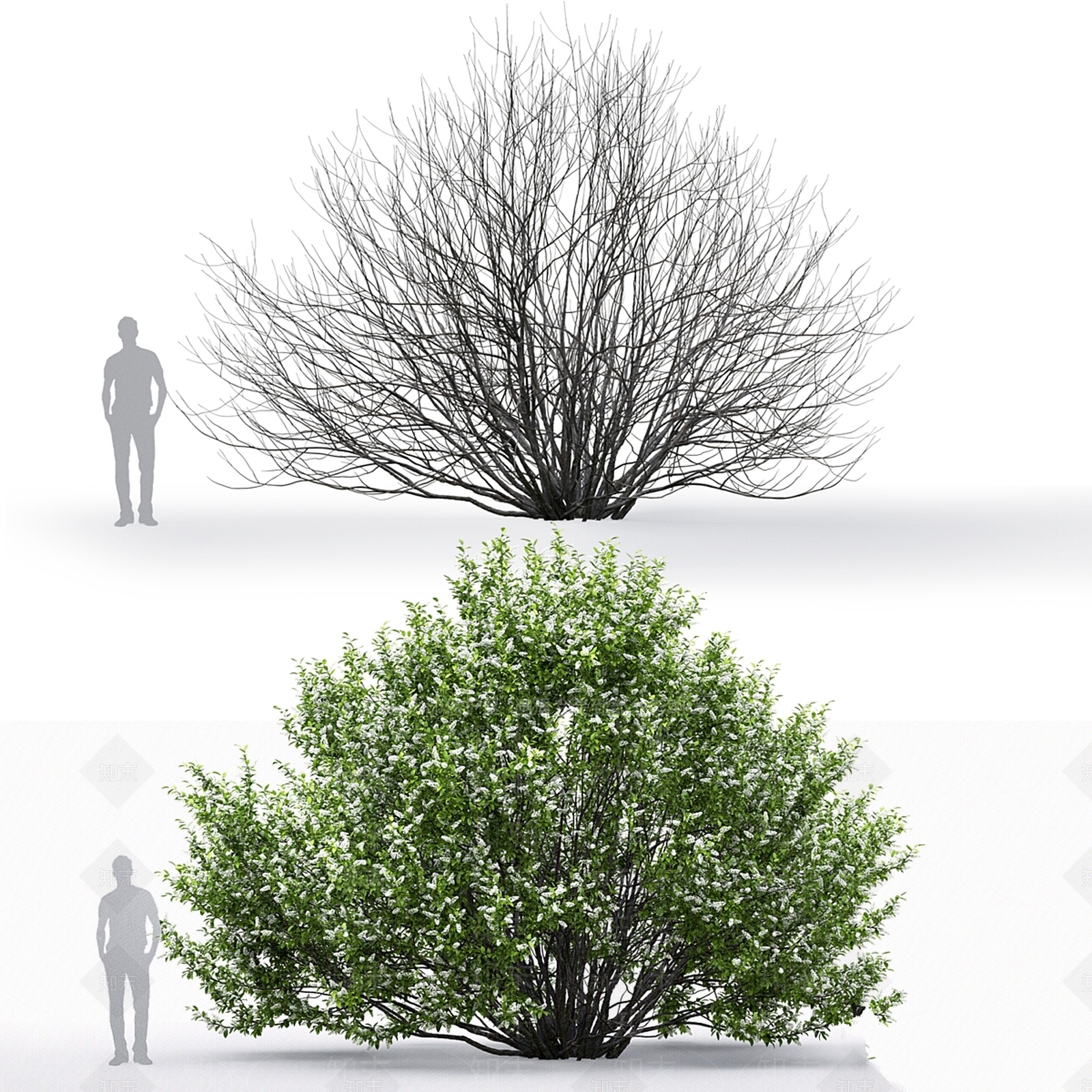 灌木3D模型下载【ID:1186647747】