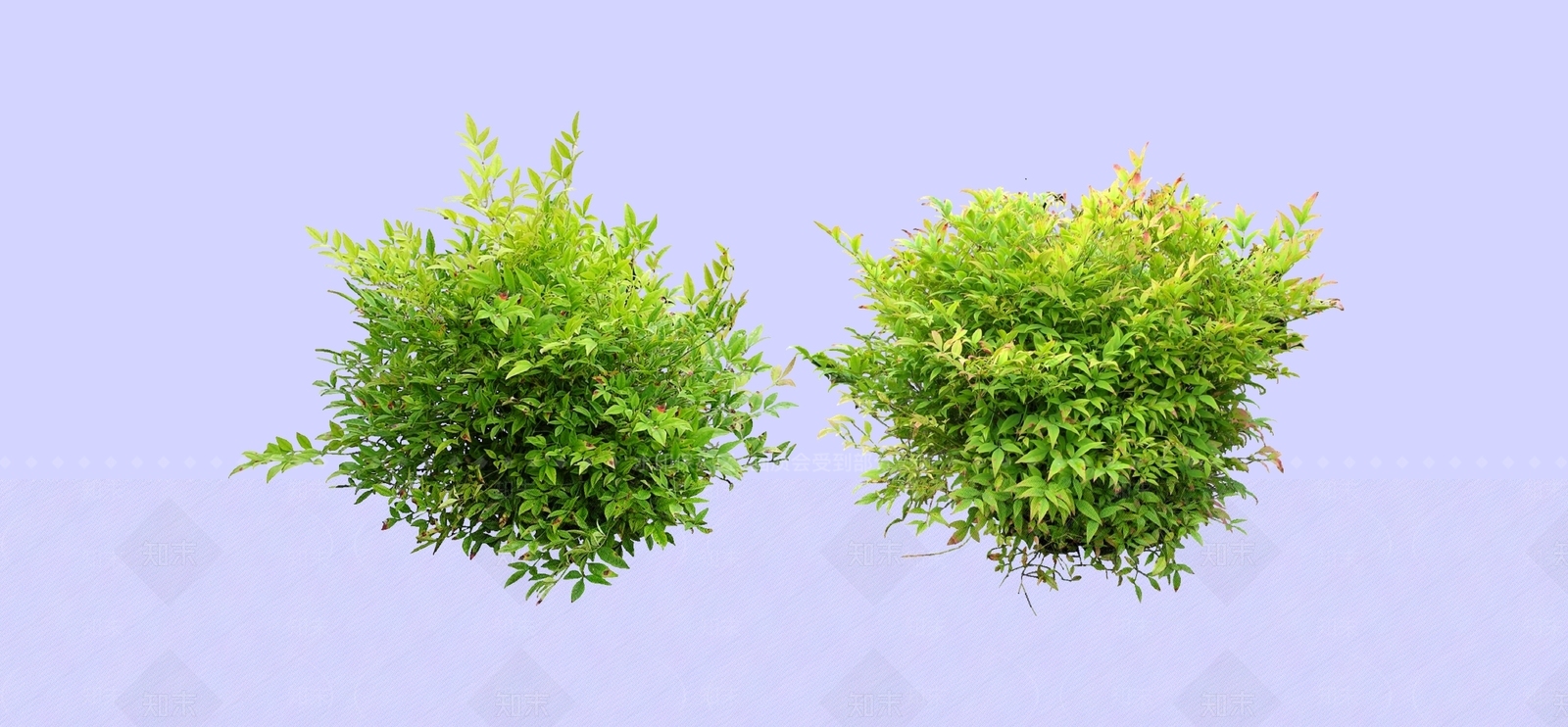 灌木SU模型下载【ID:1186682198】