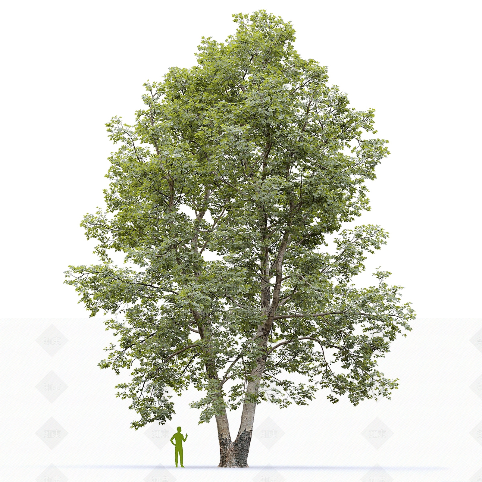 景观树3D模型下载【ID:1186690878】