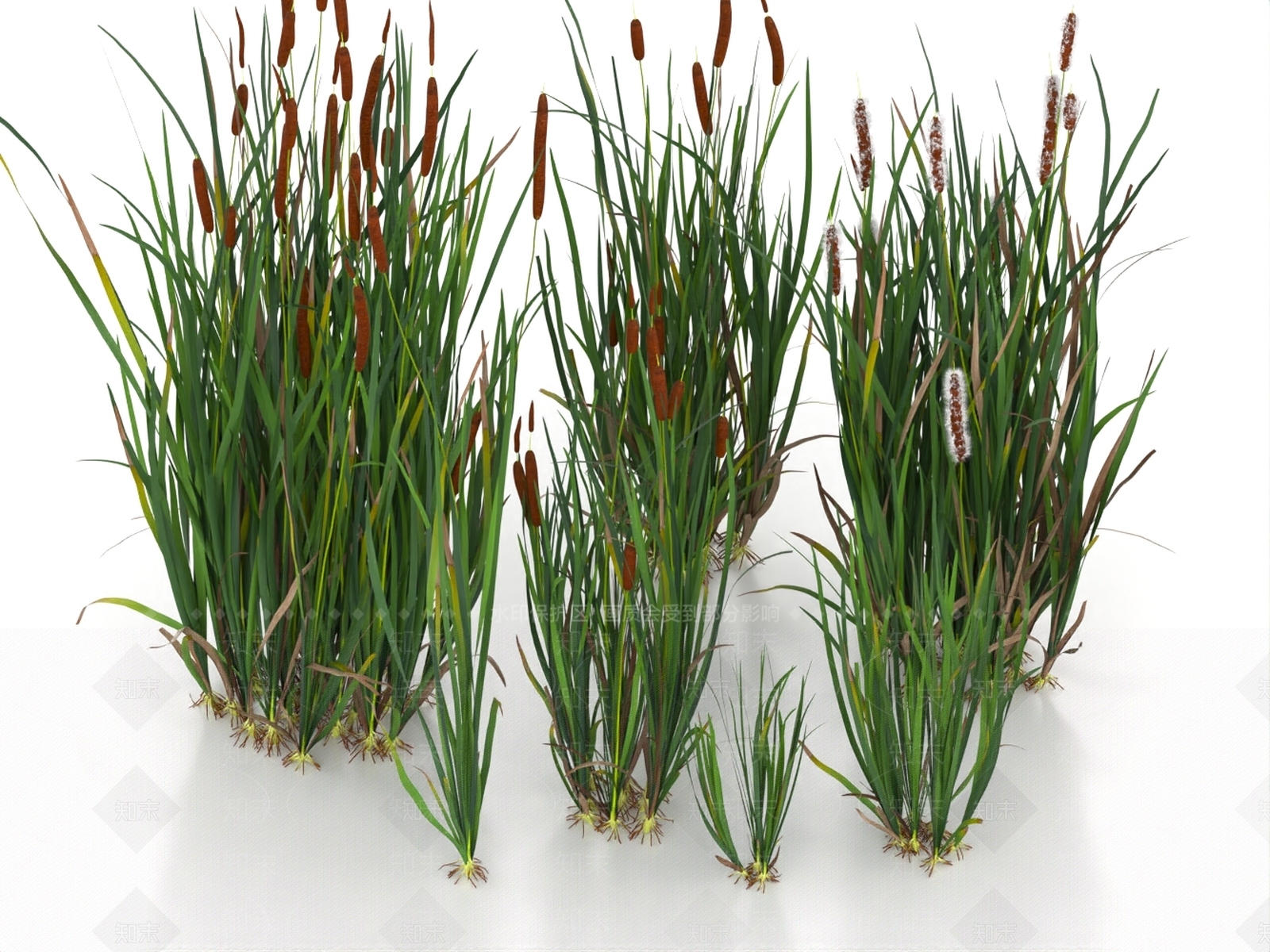 草3D模型下载【ID:1186693262】