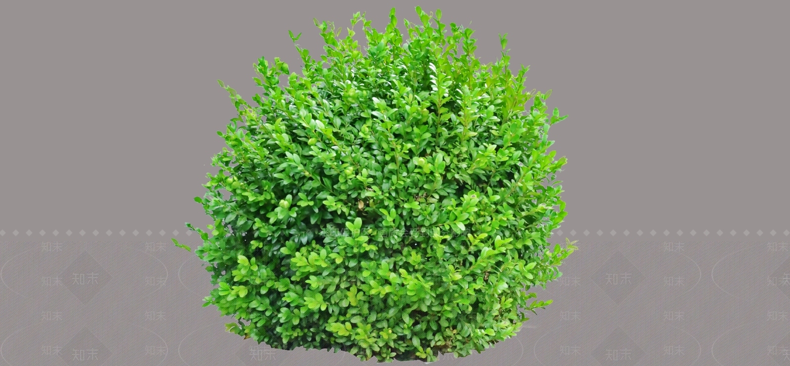 灌木SU模型下载【ID:1186694240】