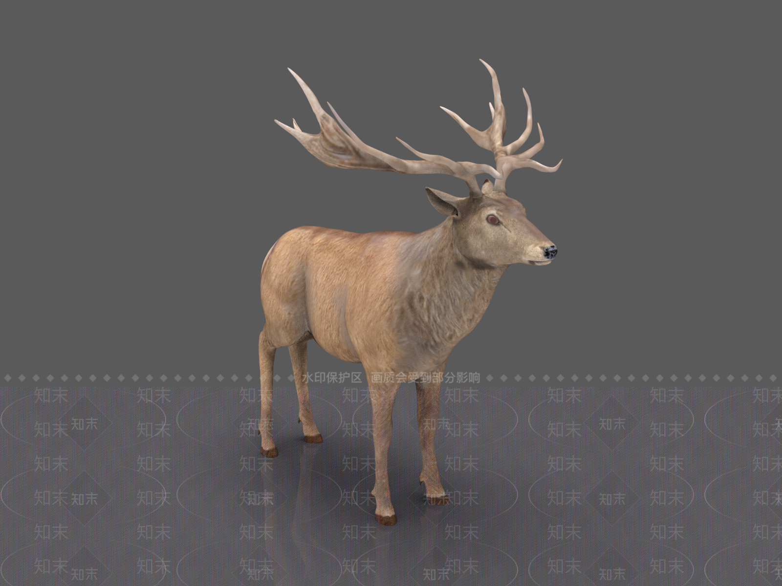 爬行类动物3D模型下载【ID:1186861681】