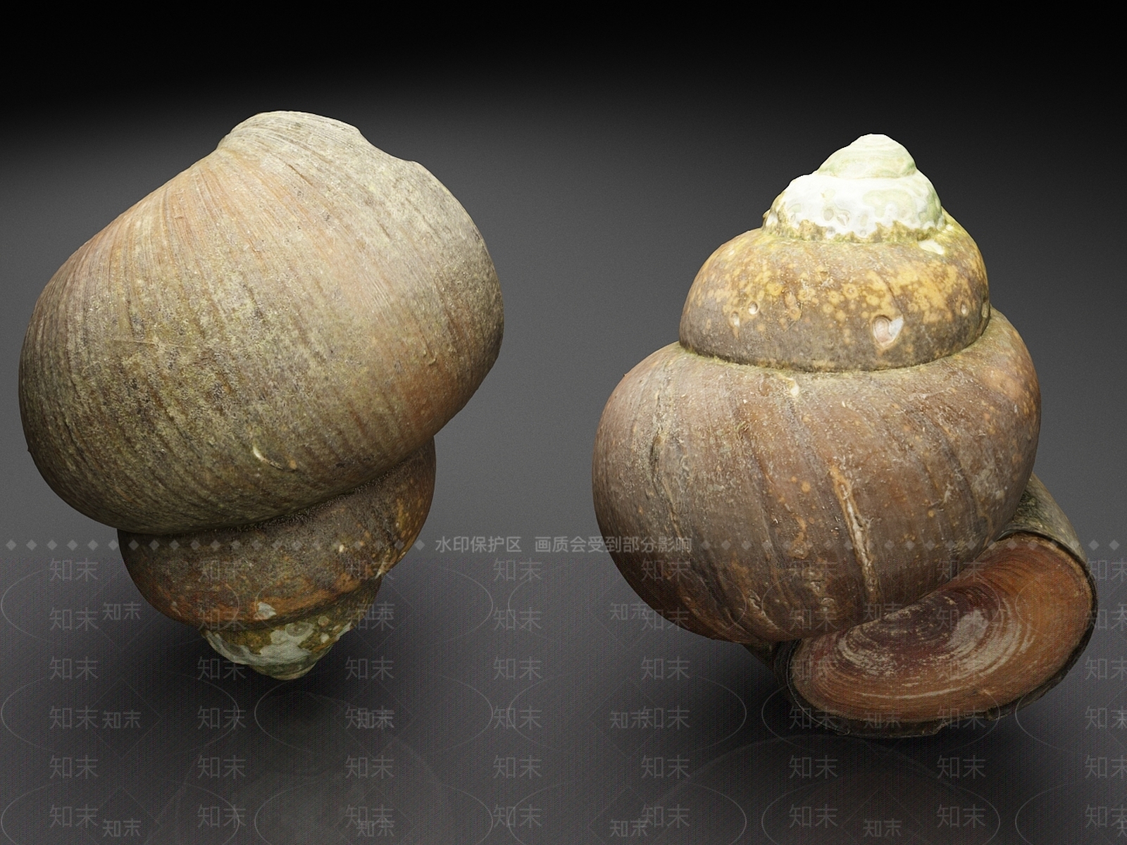 其他动物3D模型下载【ID:1186942393】