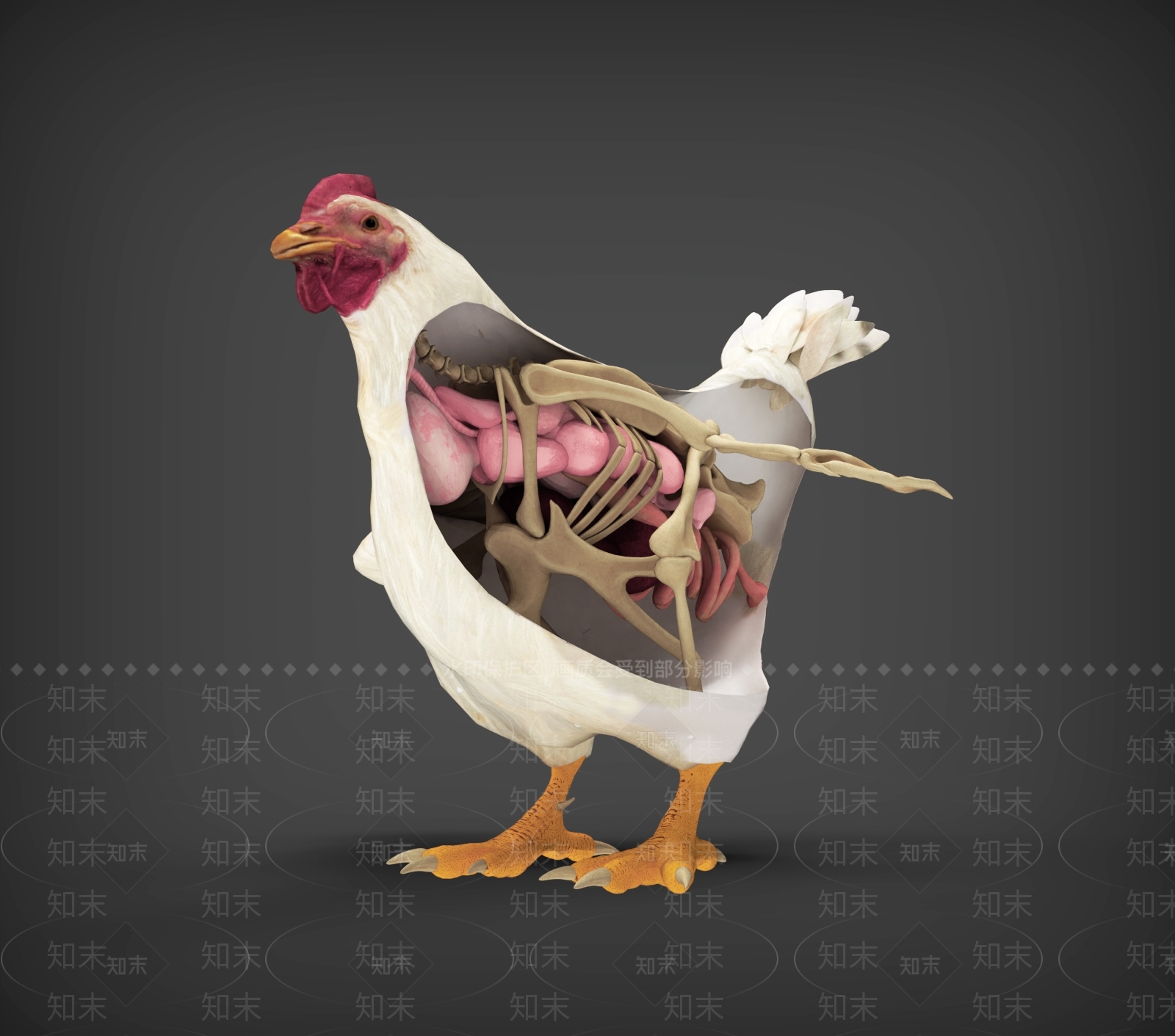 飞行类动物3D模型下载【ID:1187165754】