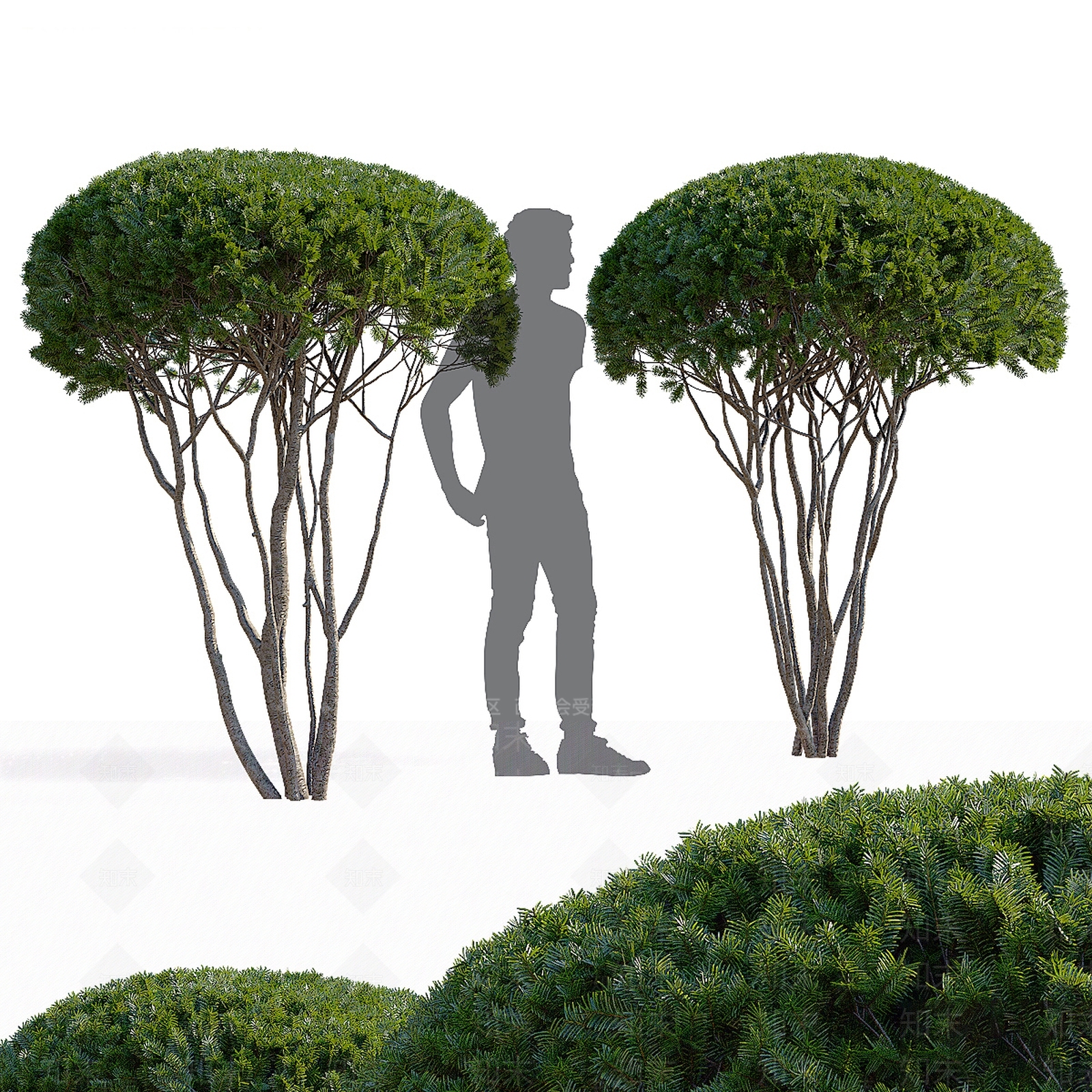景观树3D模型下载【ID:1187219402】