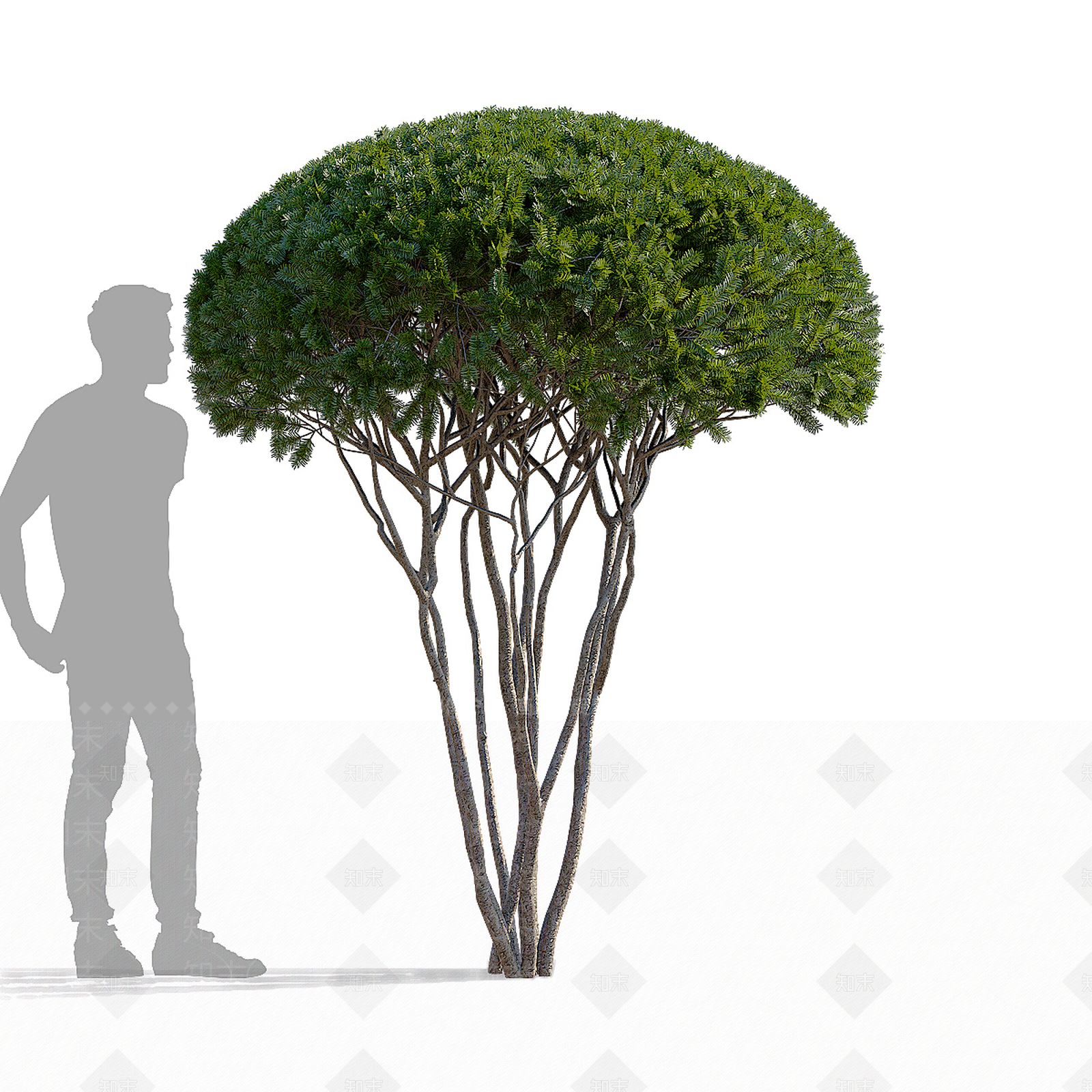 景观树3D模型下载【ID:1187219402】