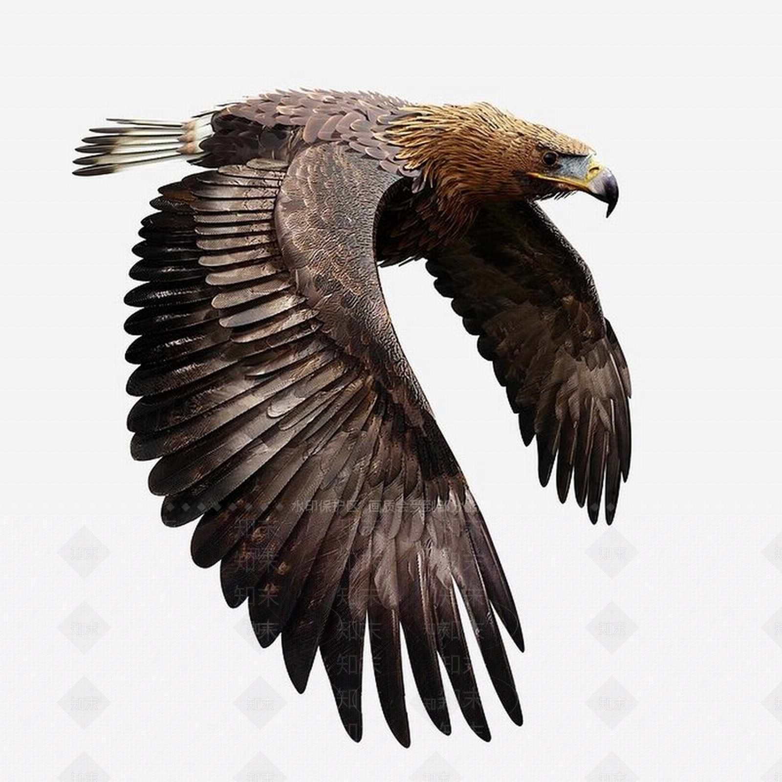 飞行类动物3D模型下载【ID:1187231583】