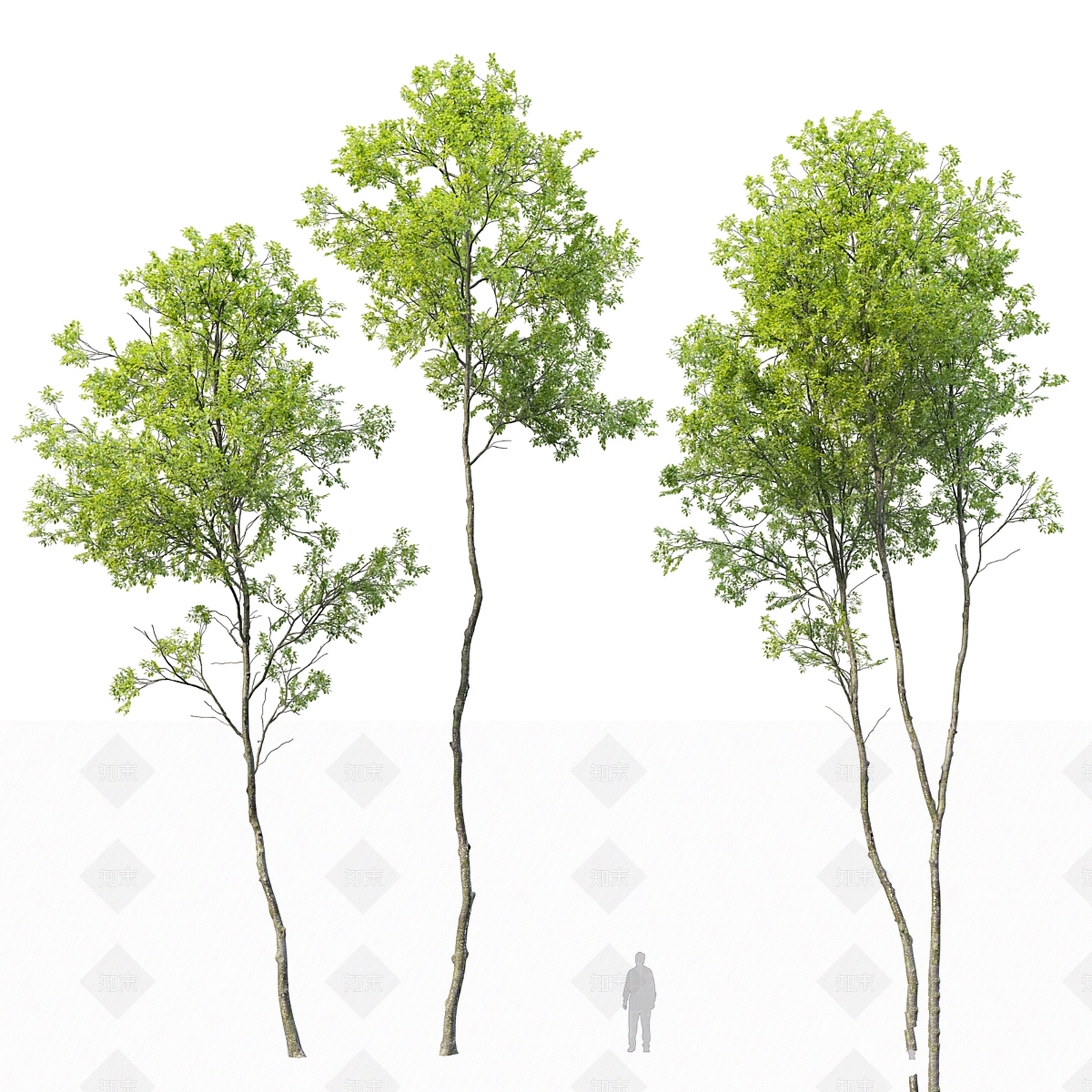 其他树木3D模型下载【ID:1187259291】