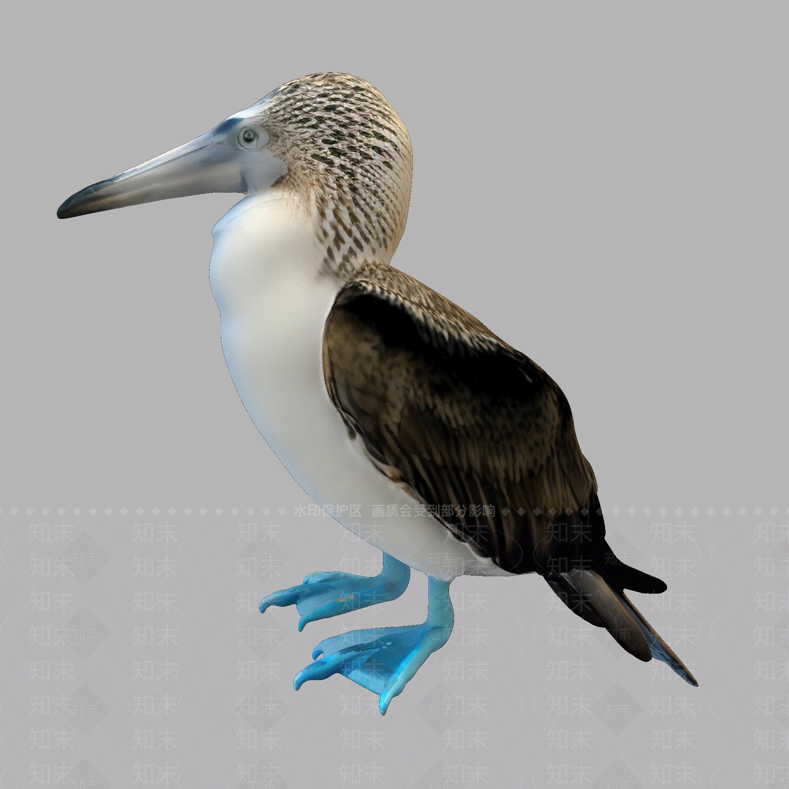 飞行类动物3D模型下载【ID:1187278551】