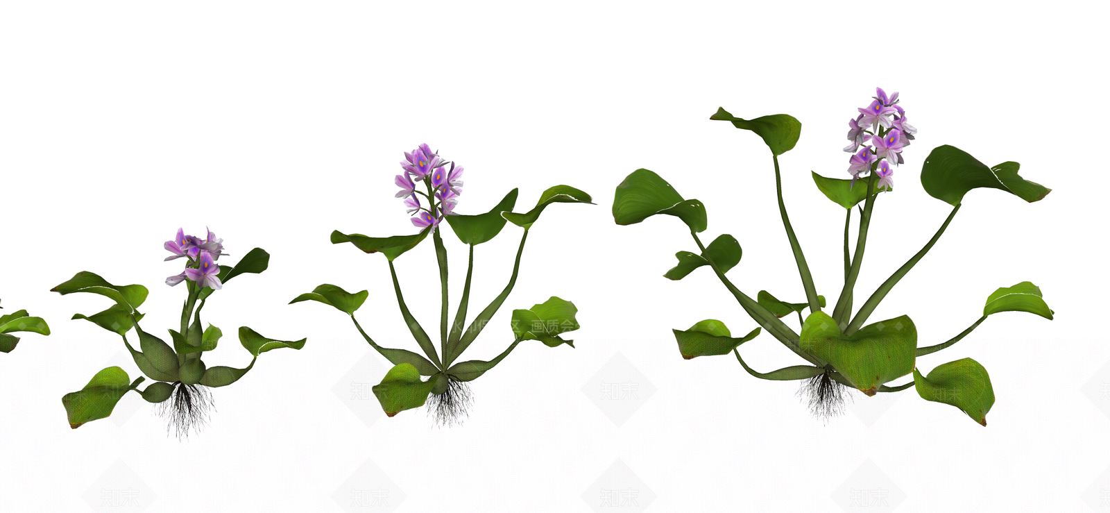 水生植物SU模型下载【ID:1187342676】