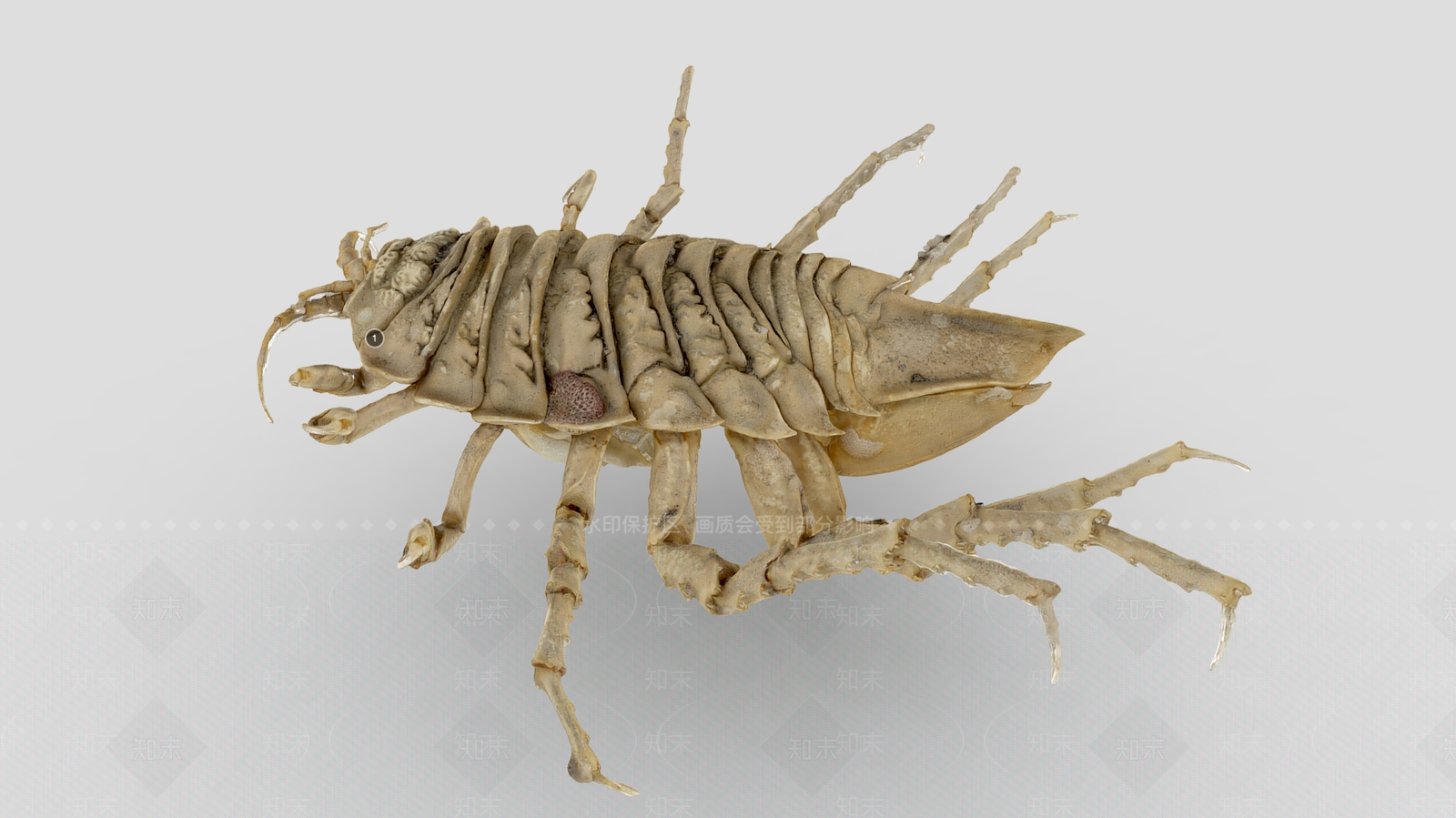 其他动物3D模型下载【ID:1187983776】