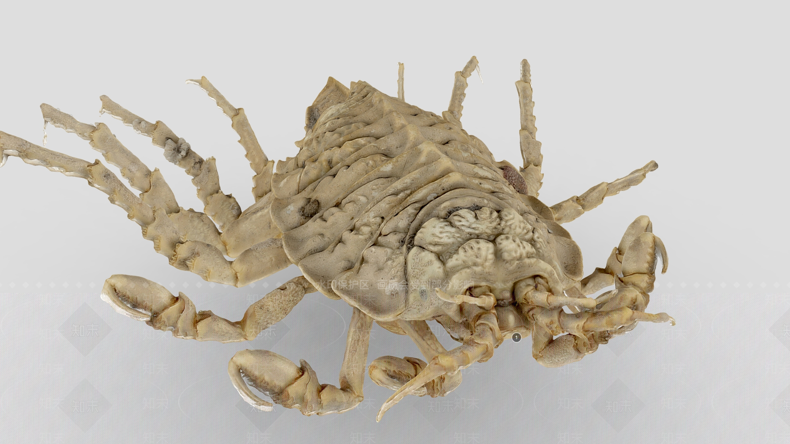 其他动物3D模型下载【ID:1187983776】